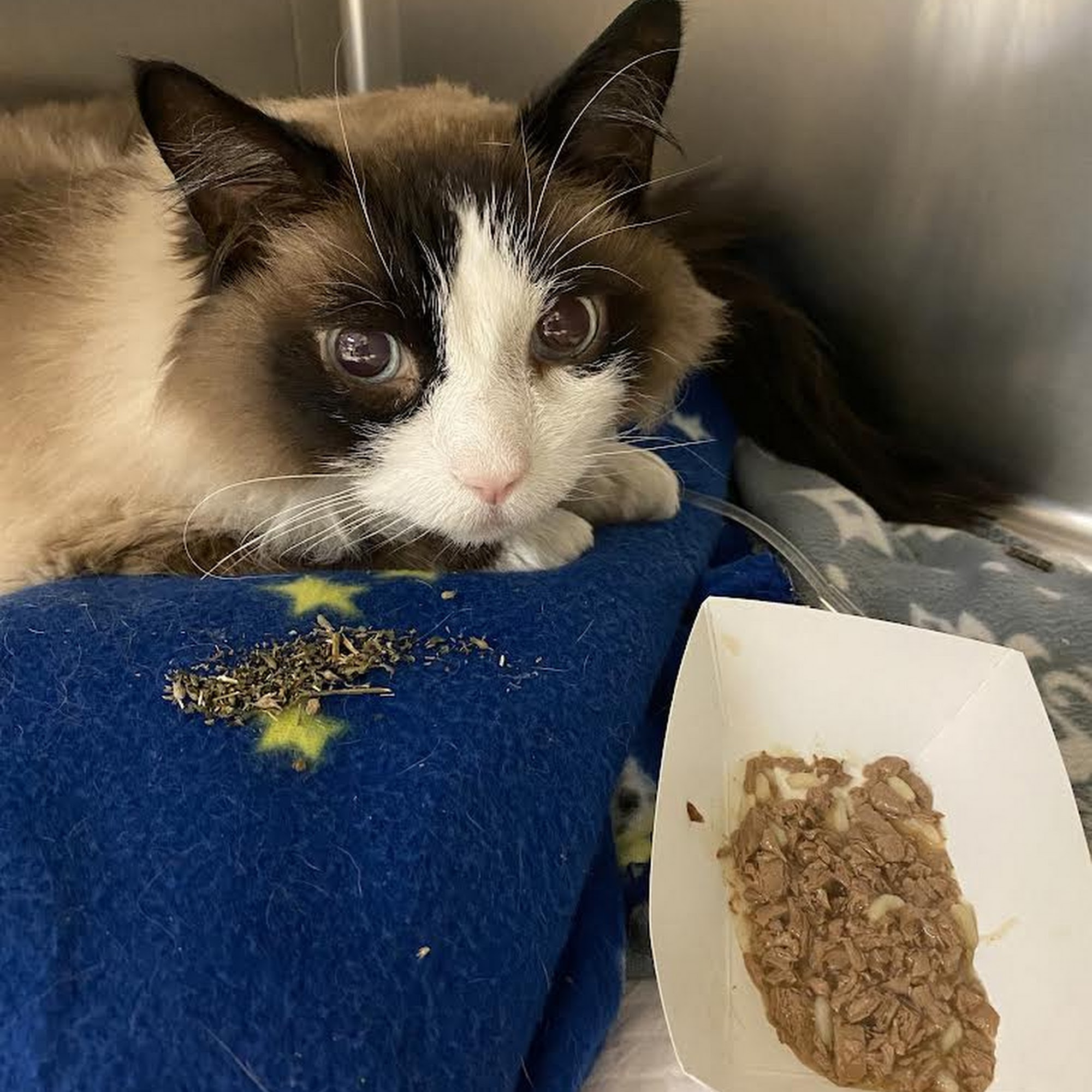 Peticote Veterinary Clinic, LLC Southampton