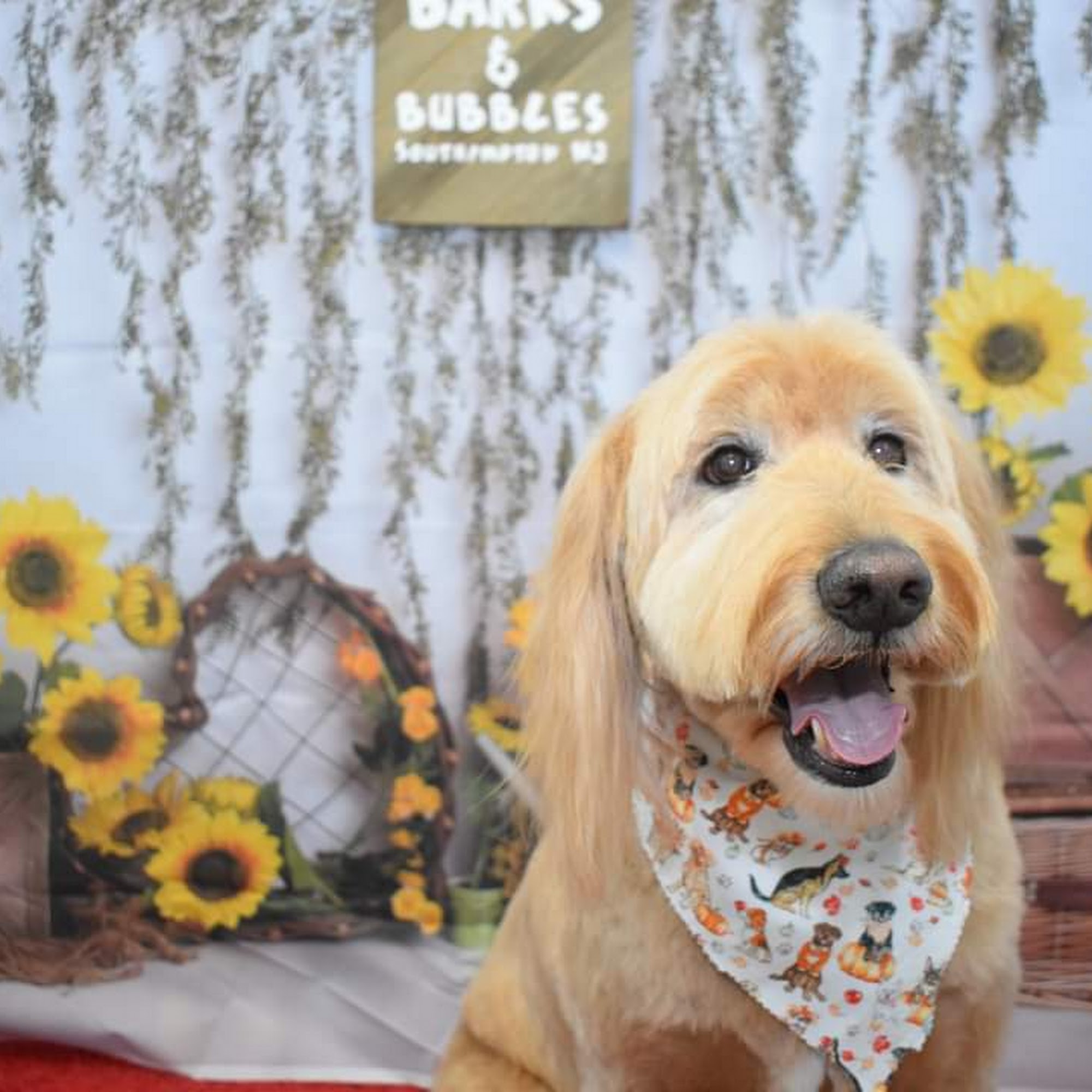 Barks & Bubbles Pet Salon 125 Red Lion Rd, Southampton New Jersey 08088