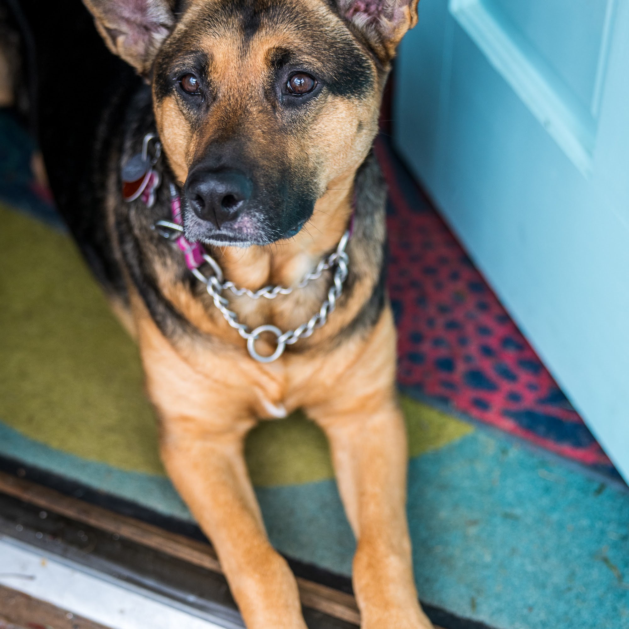 The Highlands Veterinary Hospital Sparta