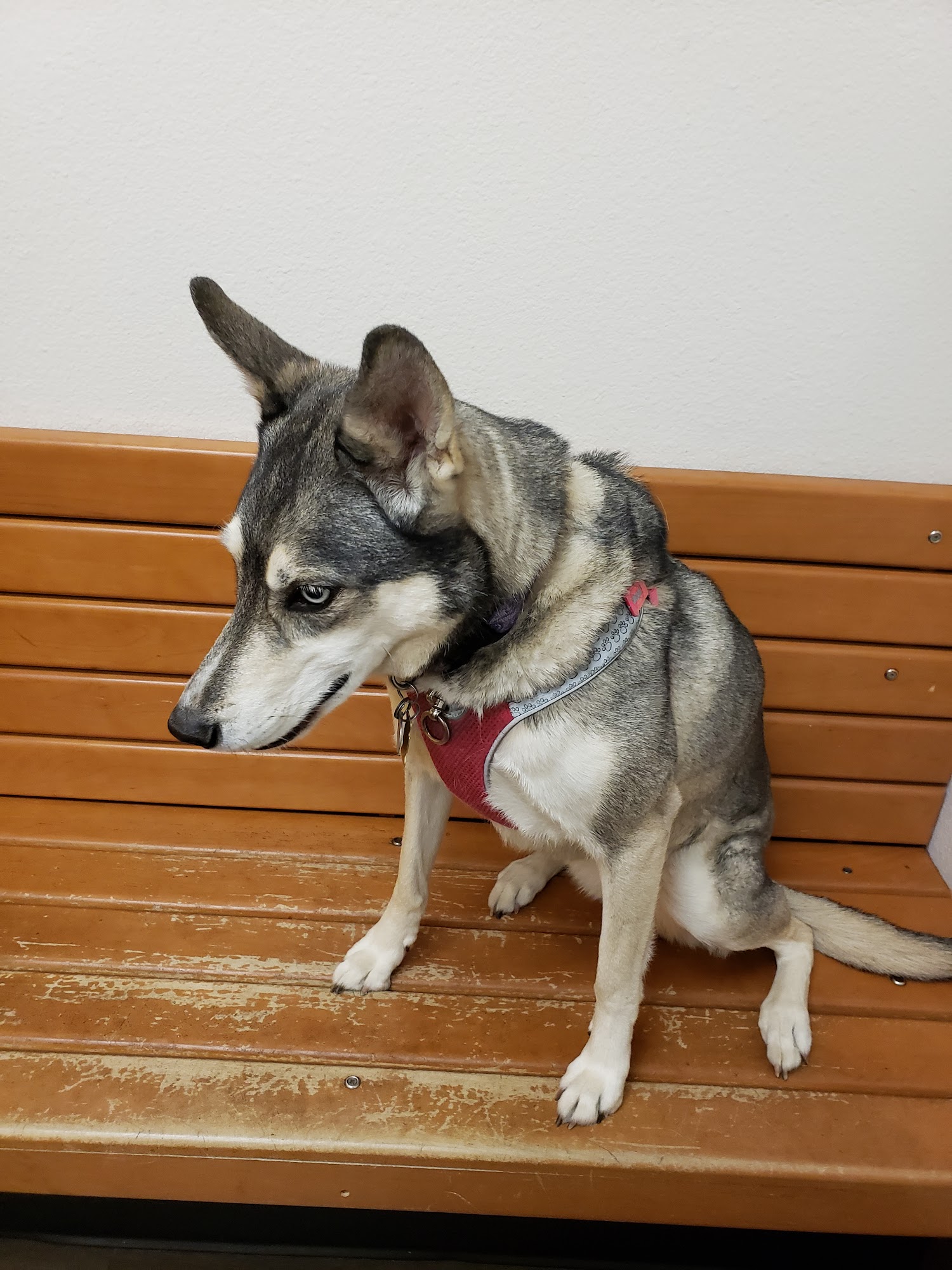 Banfield Pet Hospital Stafford