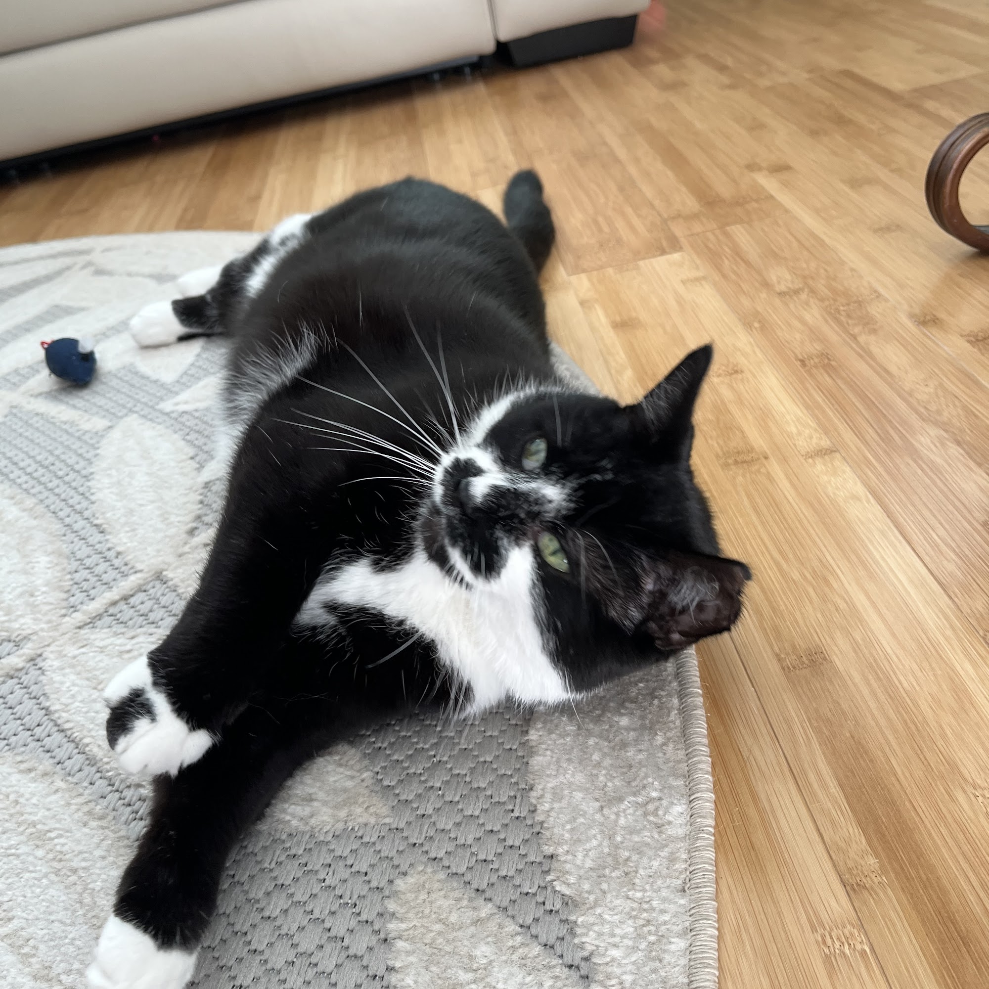 Stafford Veterinary Hospital Stafford