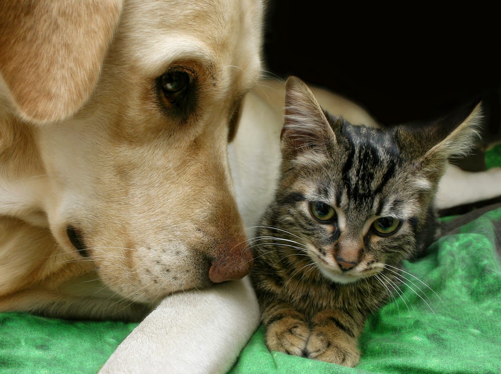 Manahawkin Veterinary Hospital Stafford