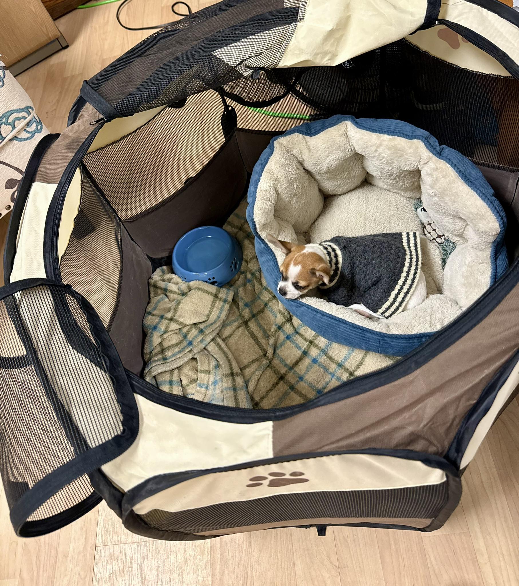 The Doggy Depot Stanhope