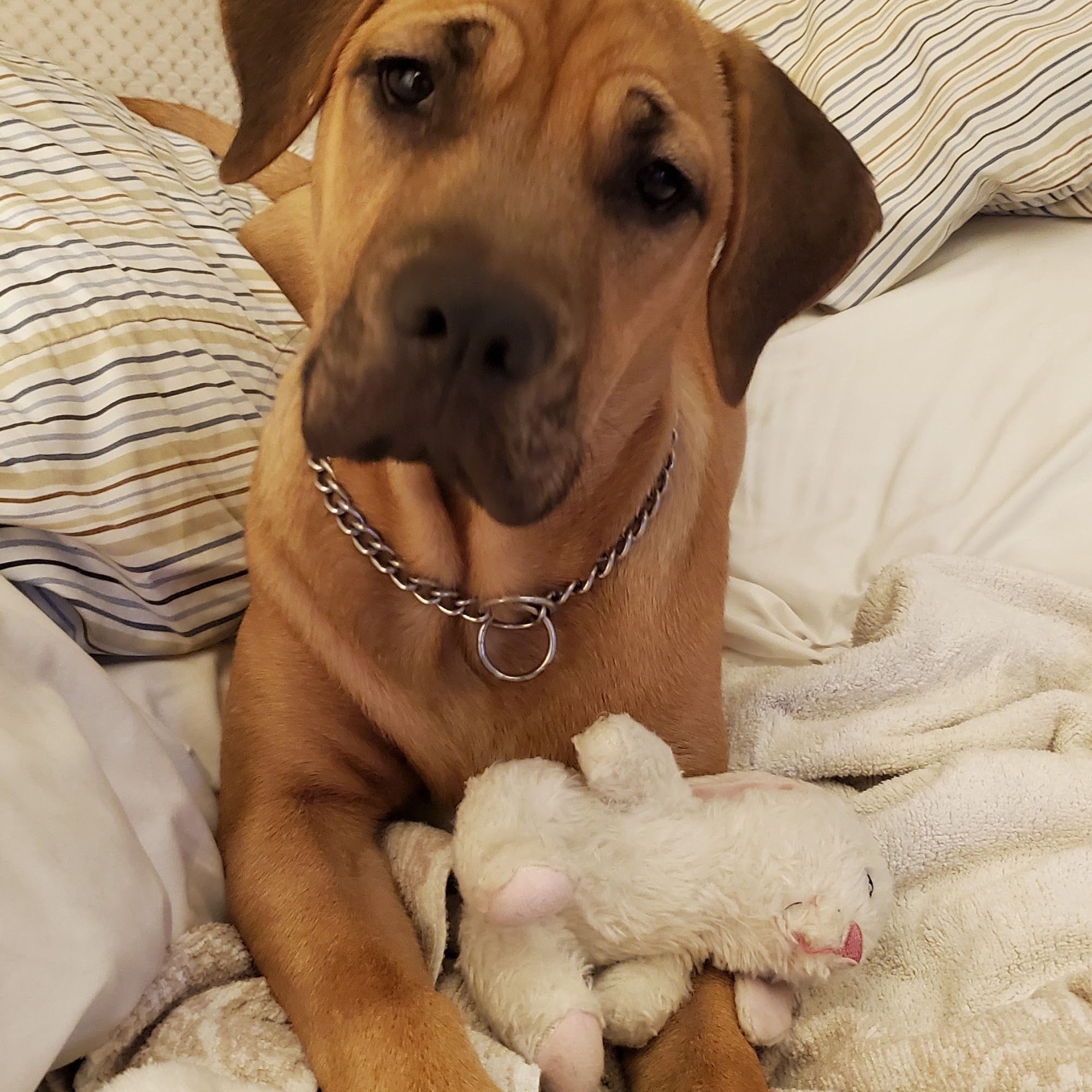 Animal Health Center Stewartsville