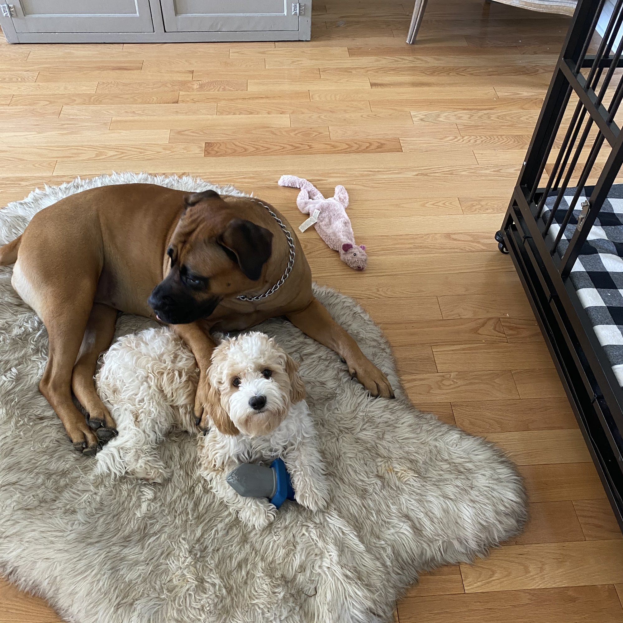 Common Sense For Animals Stewartsville