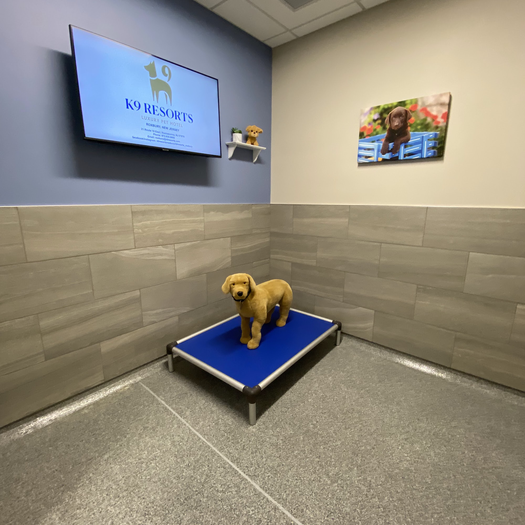 K9 Resorts Luxury Pet Hotel Roxbury Succasunna