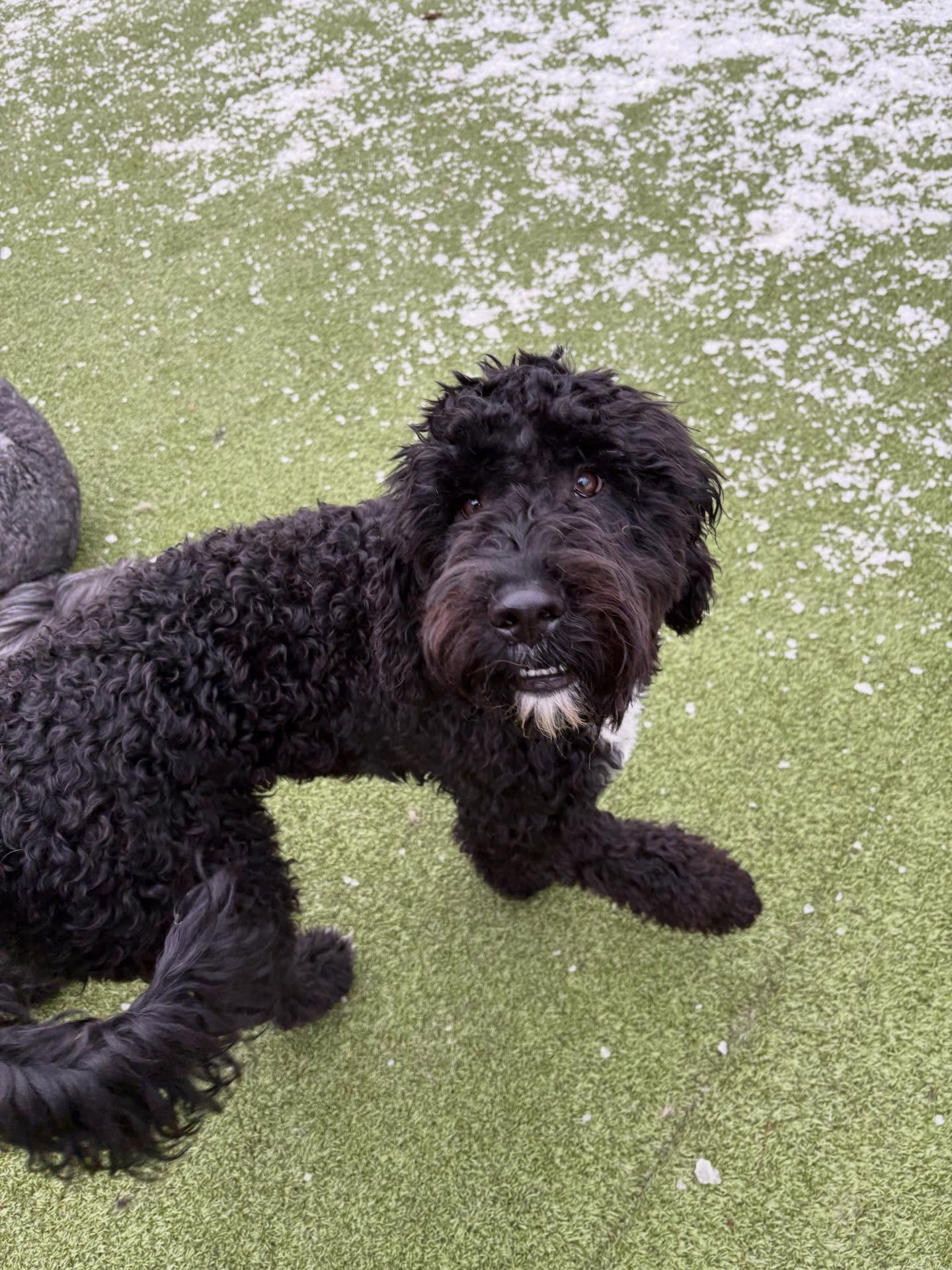 K9 Resorts Luxury Pet Hotel Roxbury Succasunna