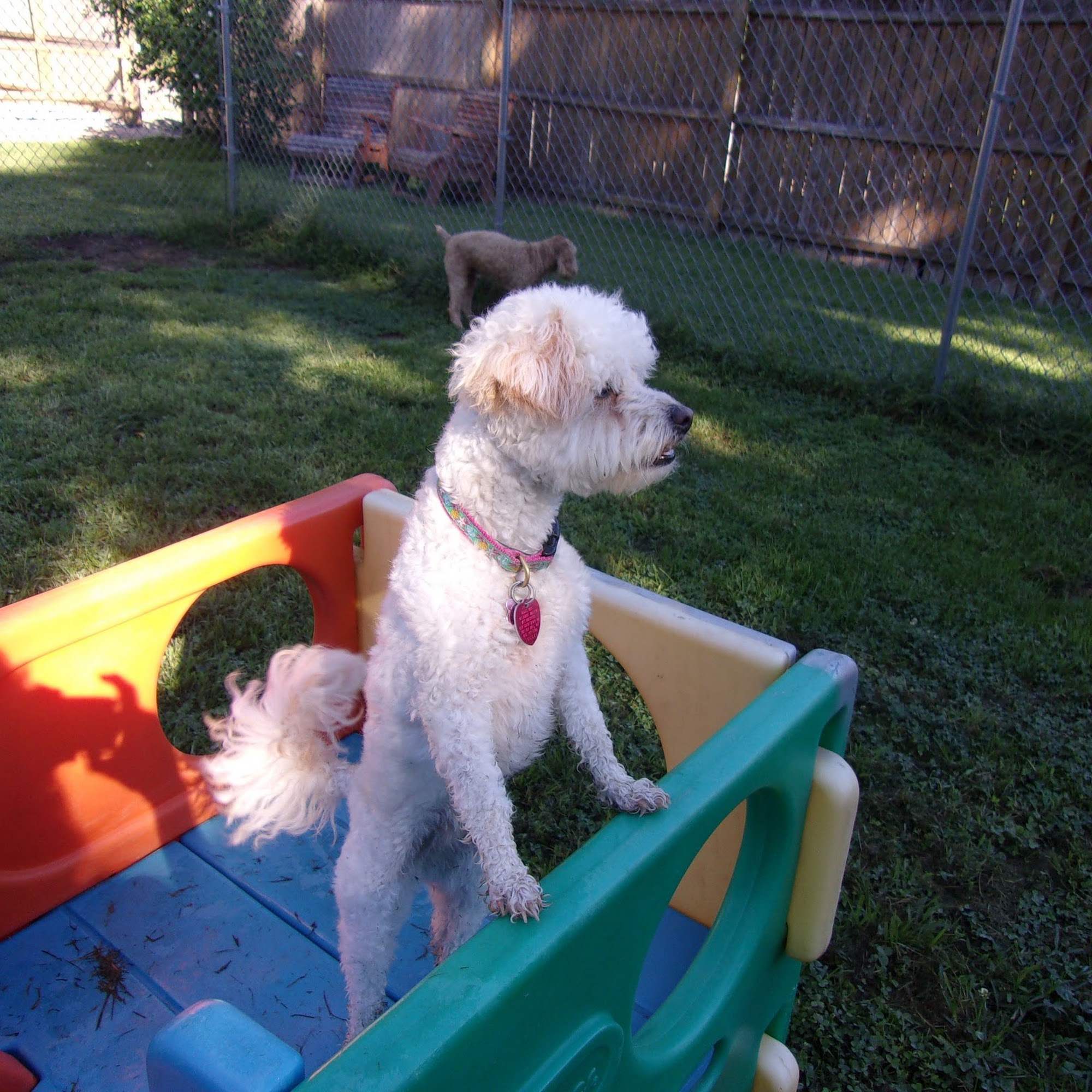 Dog Patch Kennel Swedesboro