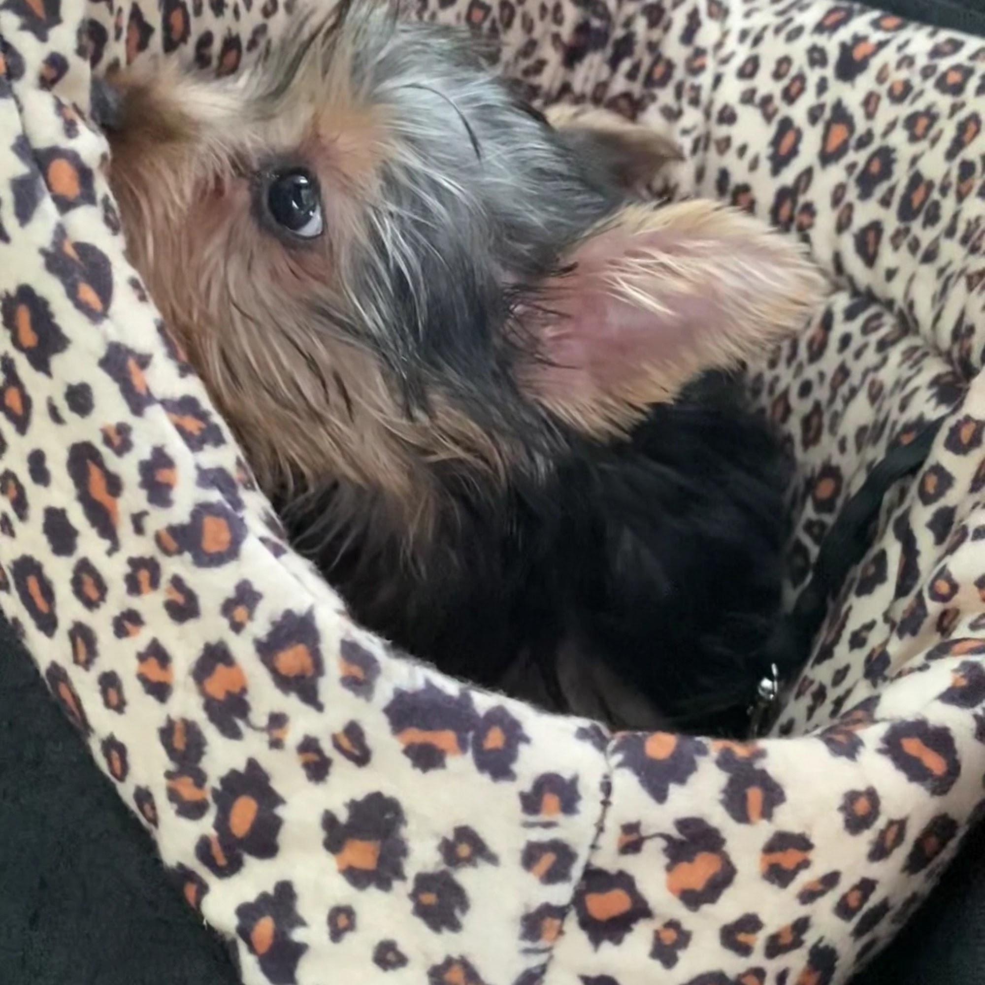 Bergen Veterinary Hospital Teaneck