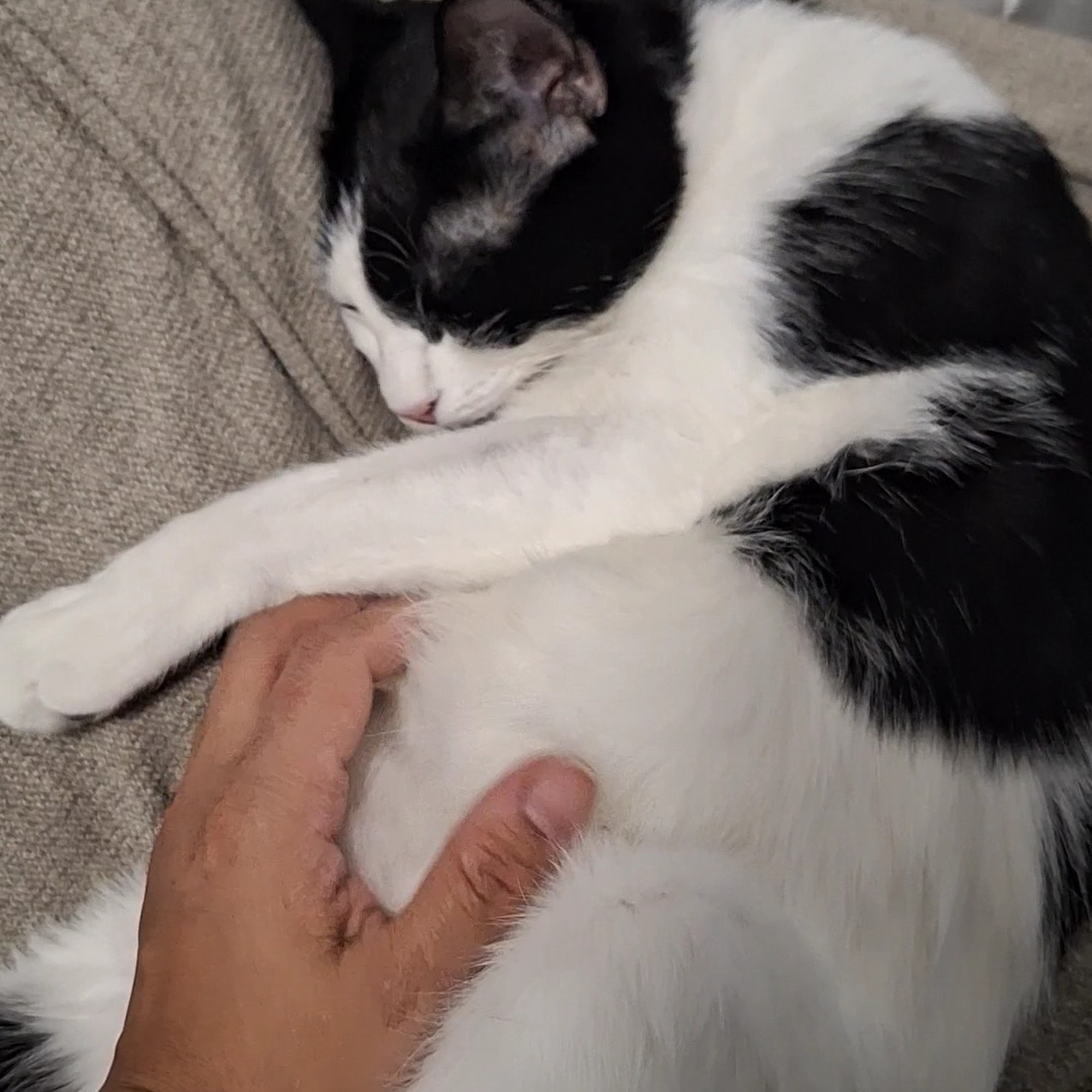 Twin Oaks Veterinary Hospital Teaneck