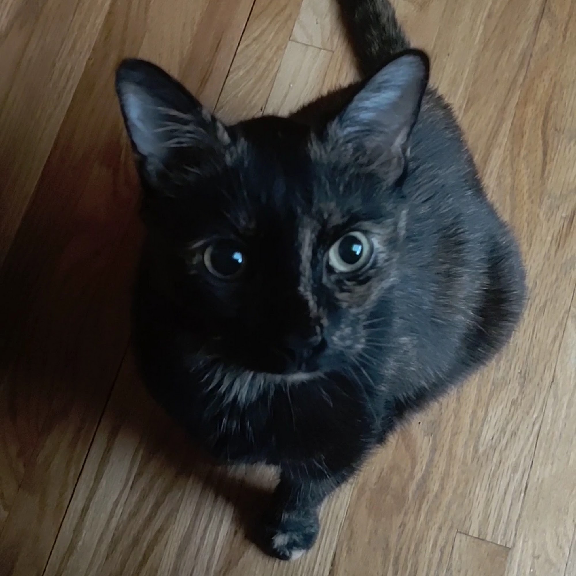 Tenafly Veterinary Center Tenafly