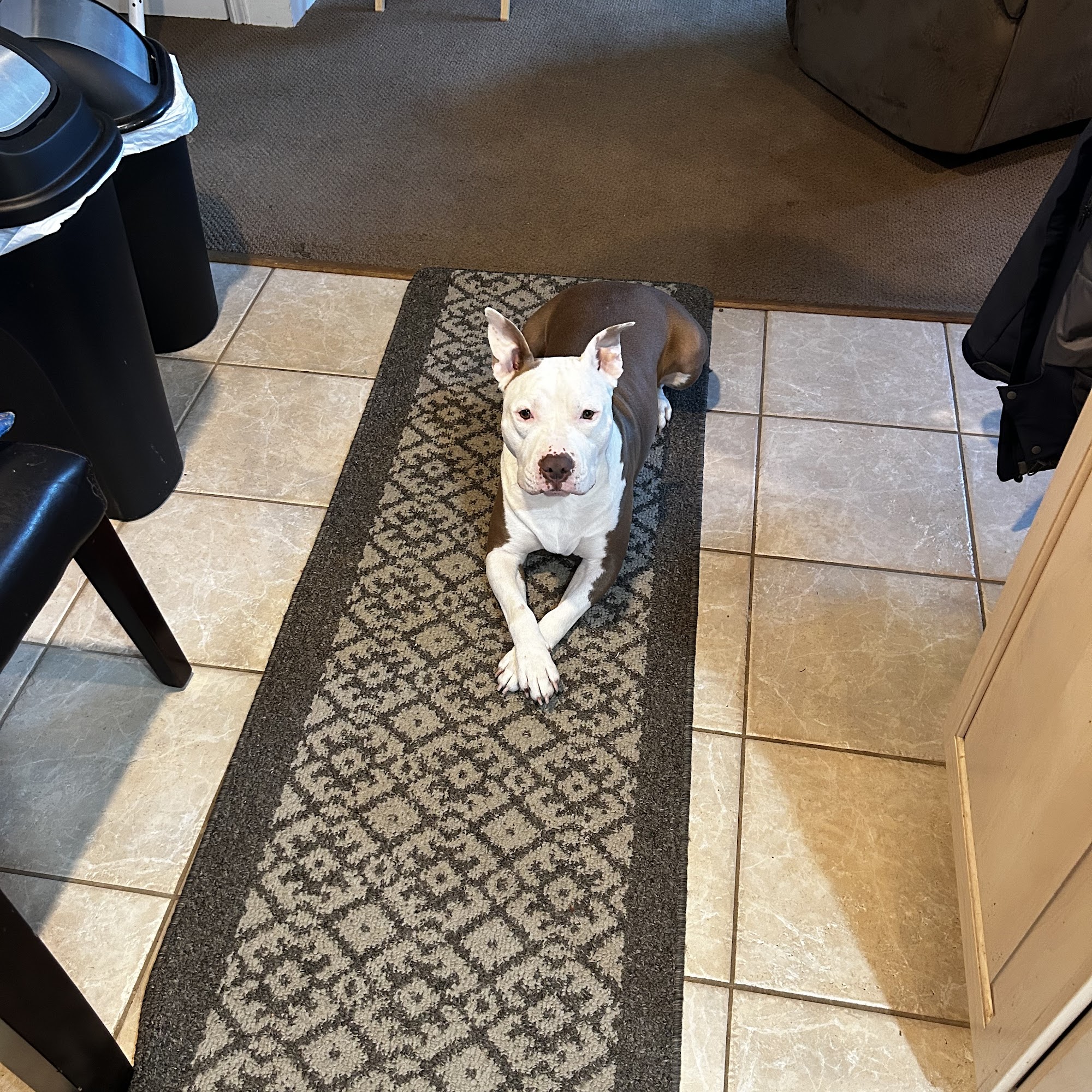 Associated Humane Societies Tinton Falls