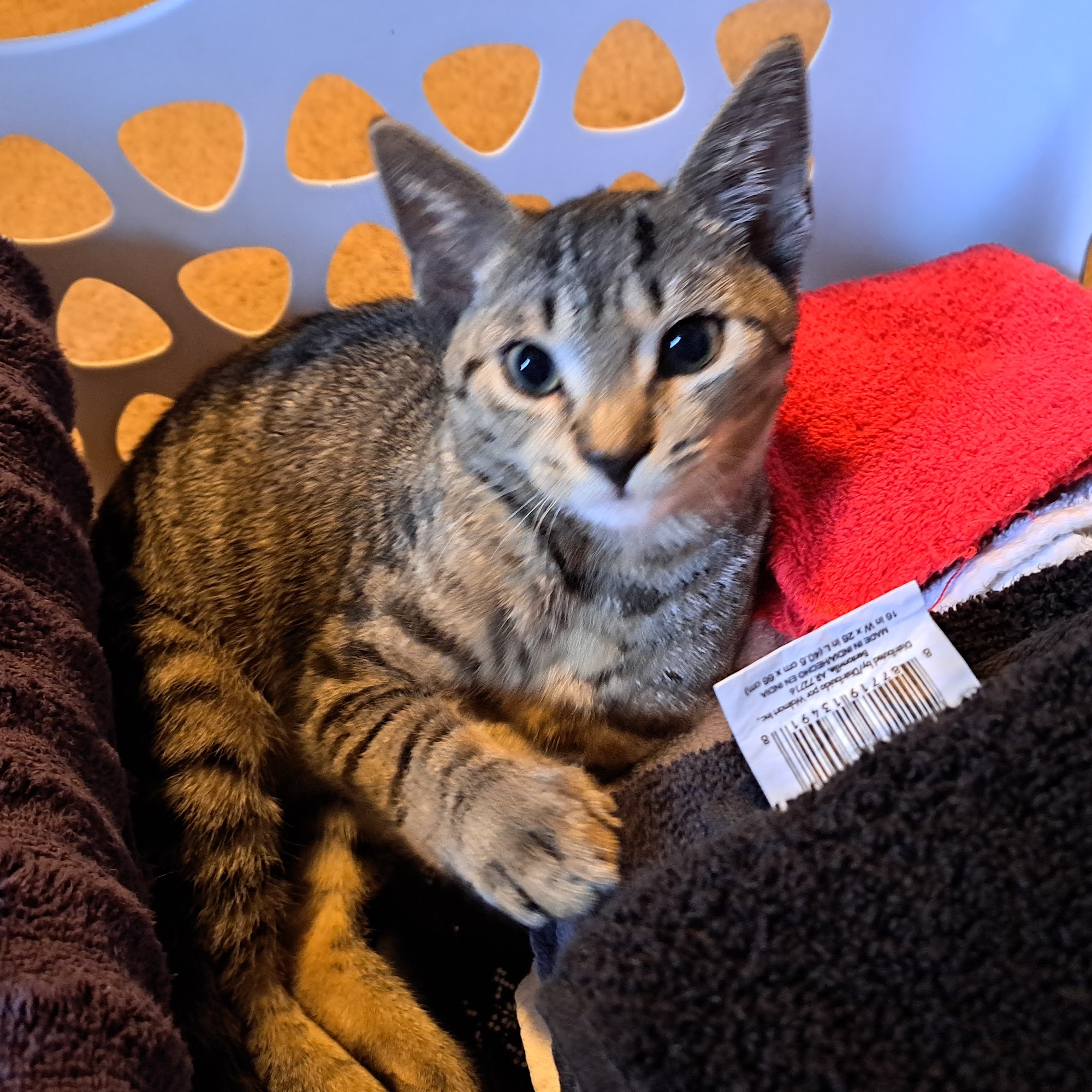 East Coast Nj Spay Clinic Toms River