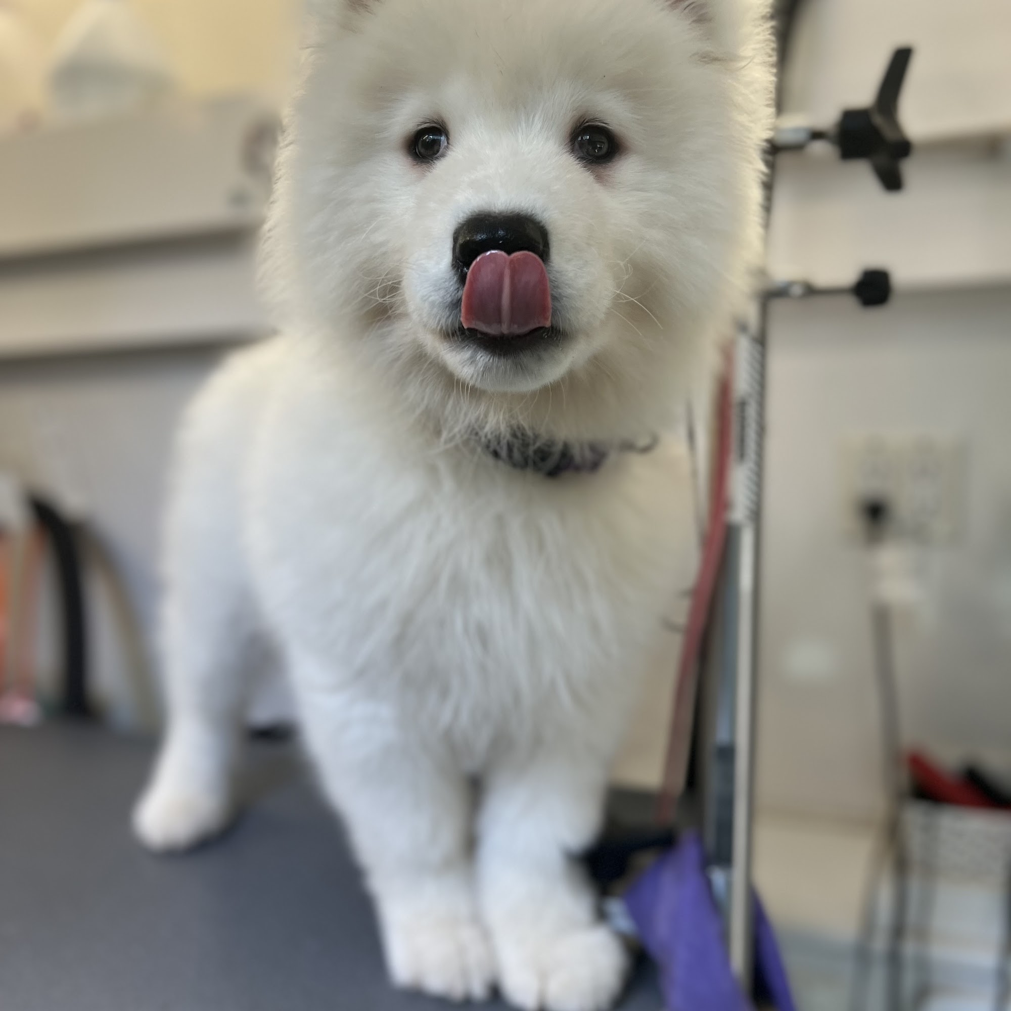 Shears To You Mobile Grooming LLC Toms River