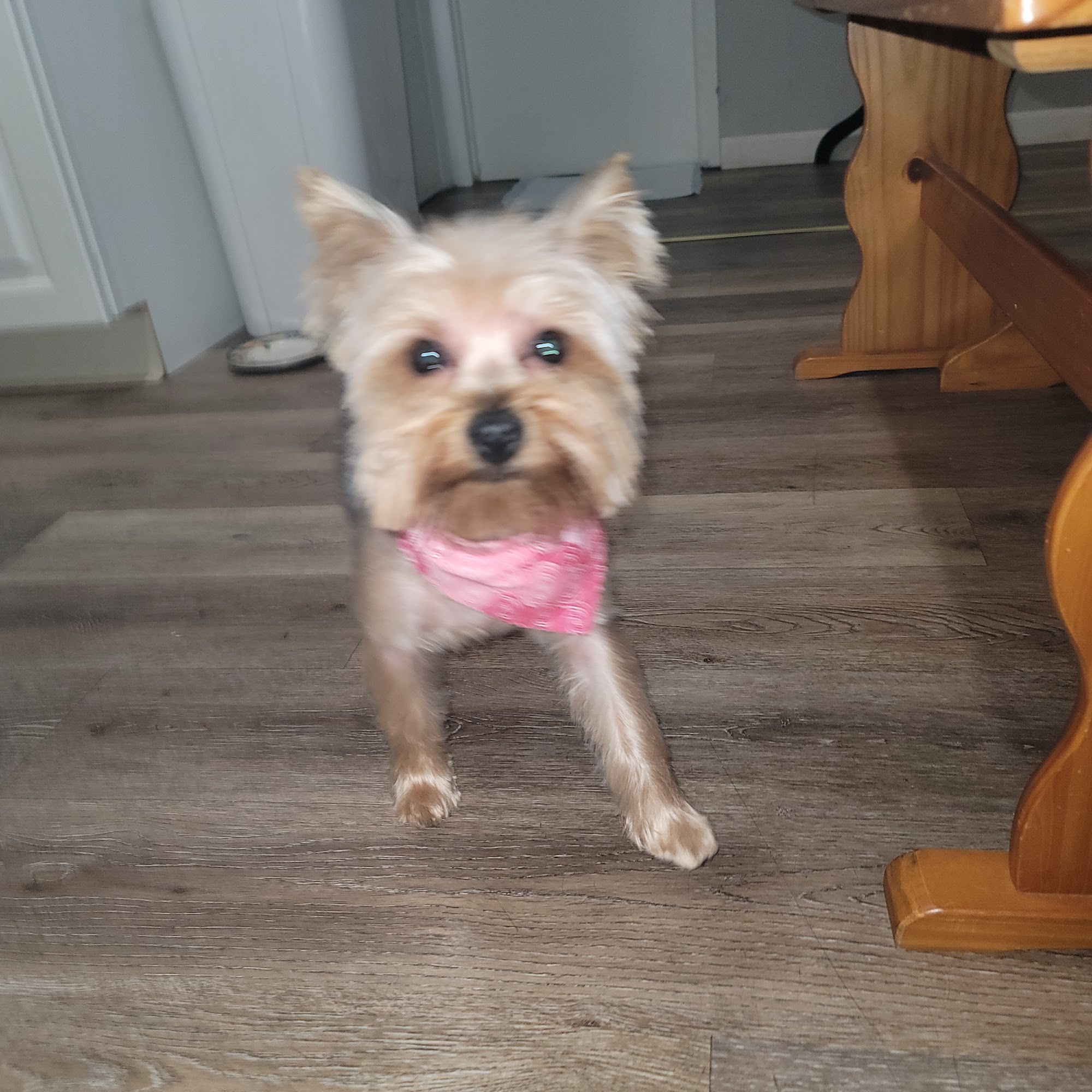 Rub A Dub Dog Wash Toms River