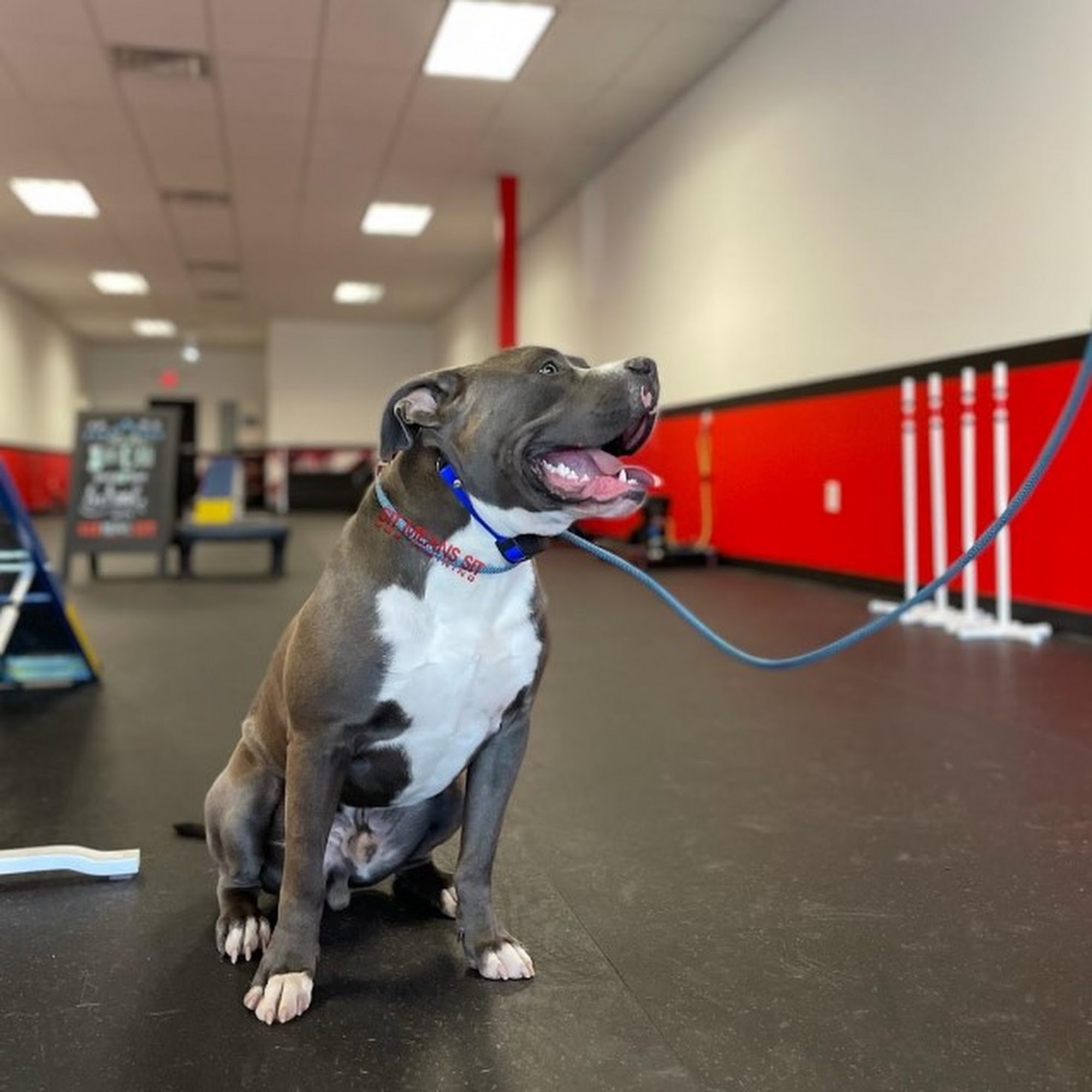 Sit Means Sit Dog Training - Toms River Toms River