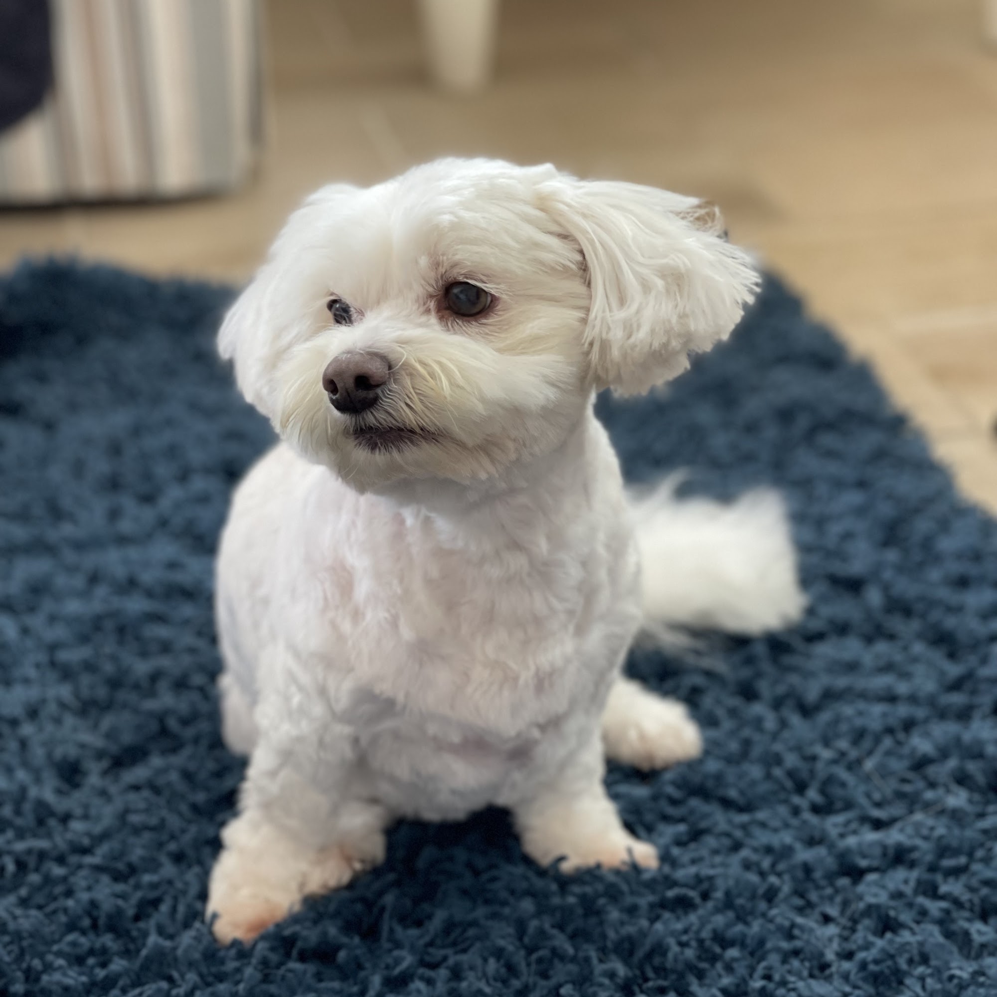 Southern Ocean Animal Hospital Tuckerton