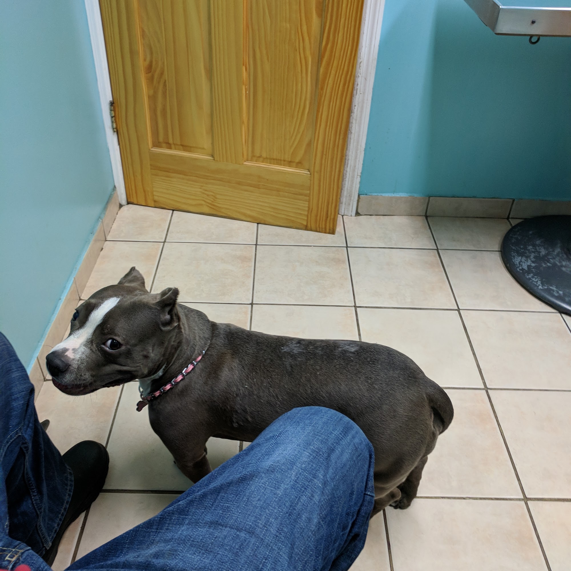 Summit Animal Clinic Union City