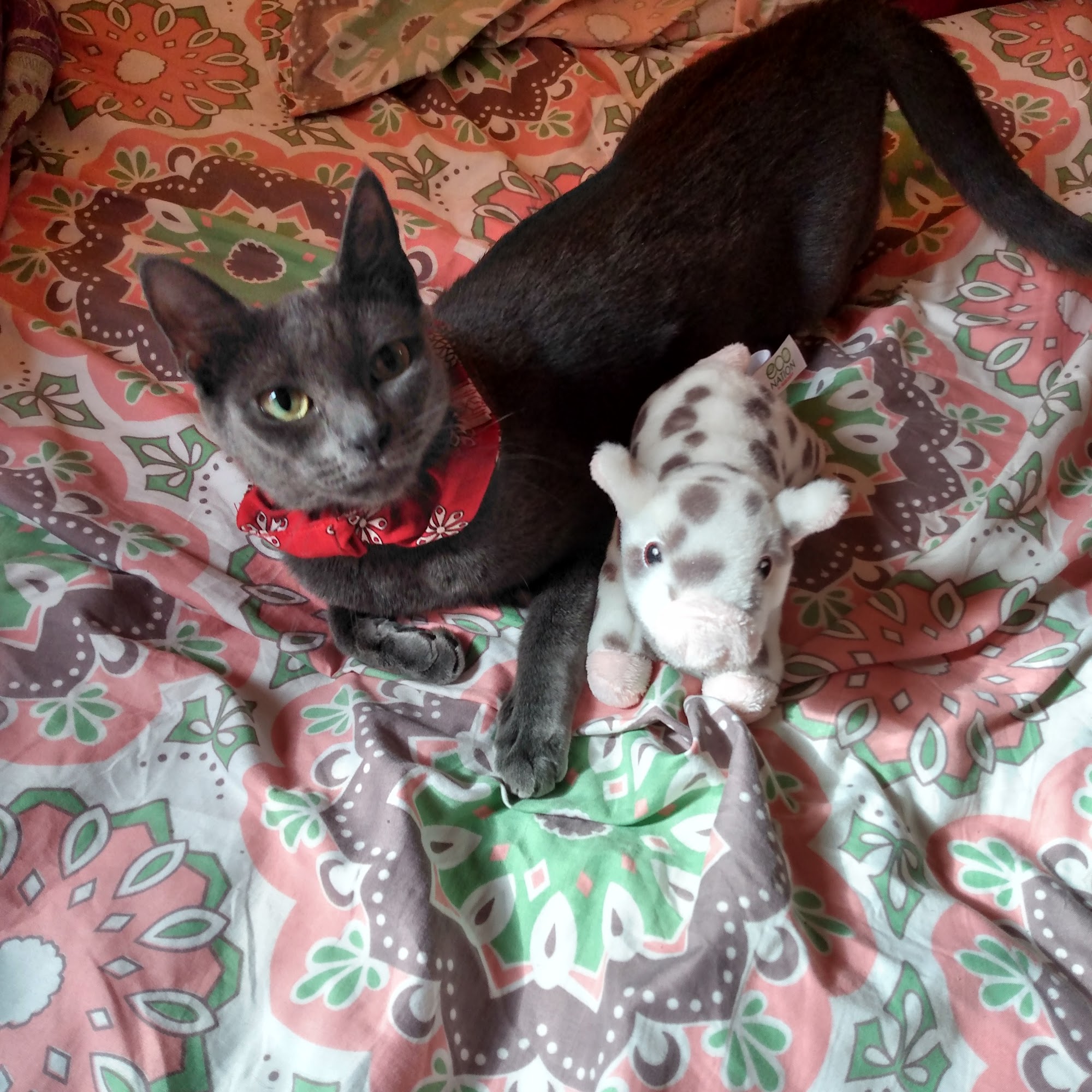 Zalis Montserrat DVM Union City