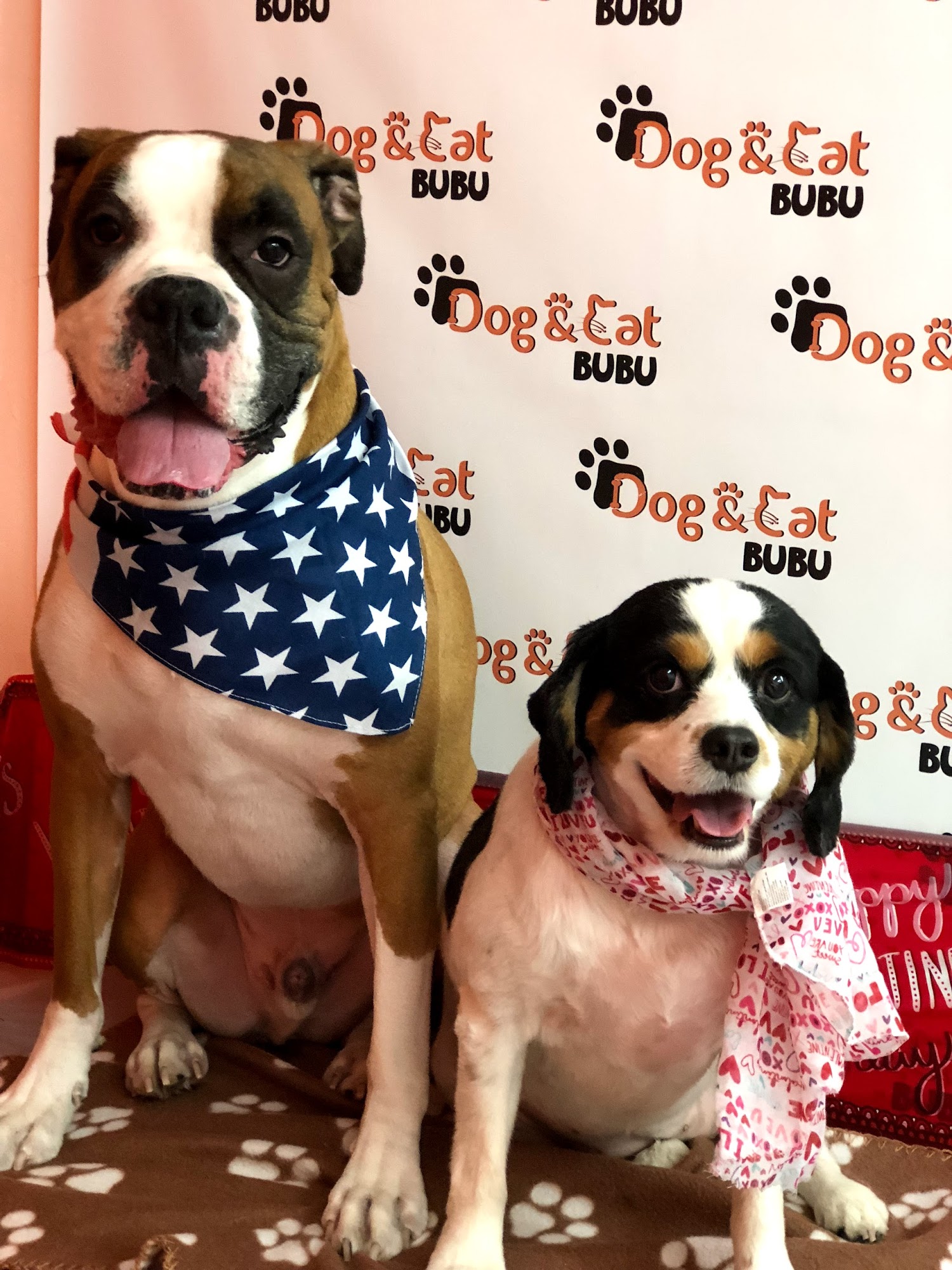 Dog & Cat Bubu pet grooming Union City