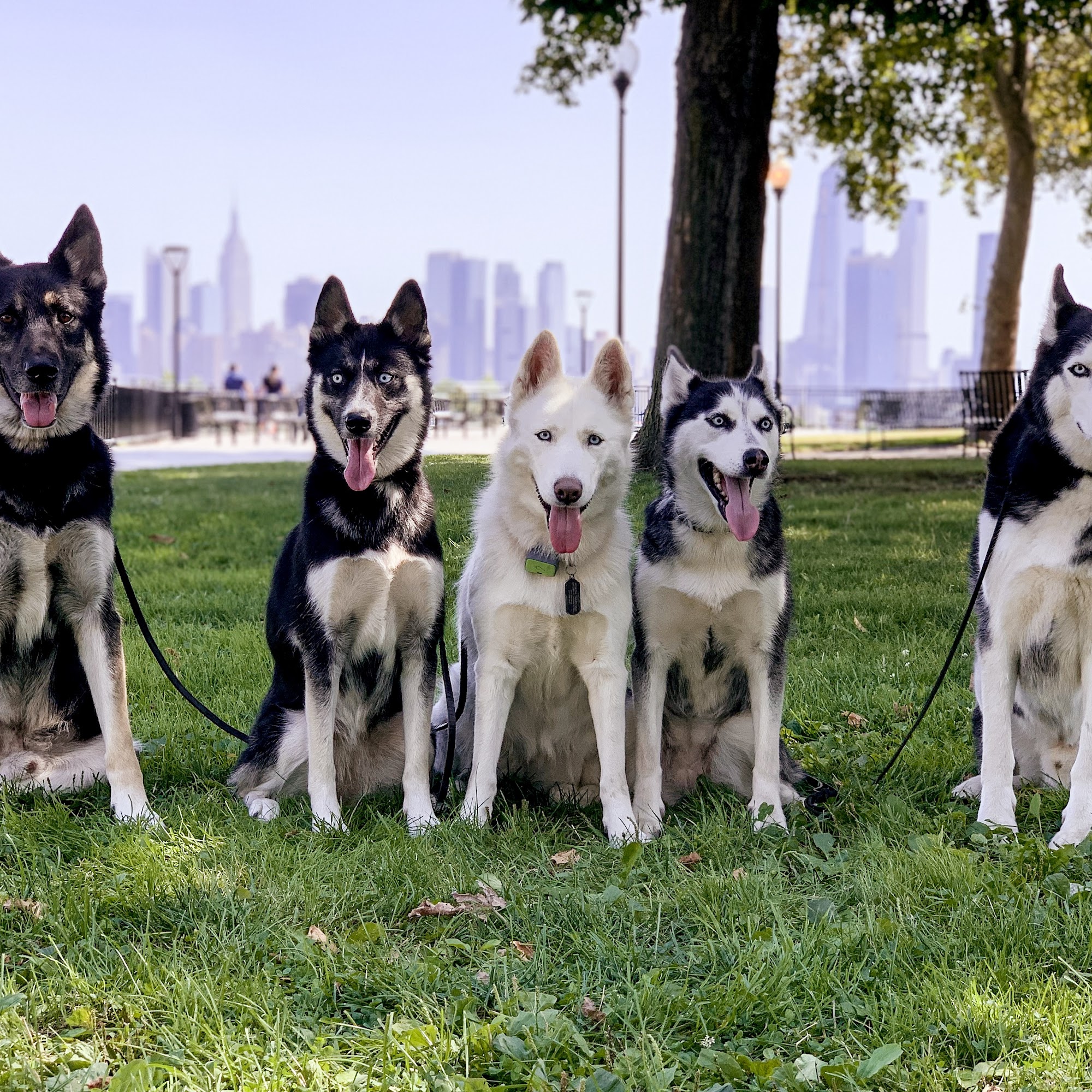 Supreme K9 Dog Training & Advocacy Union City