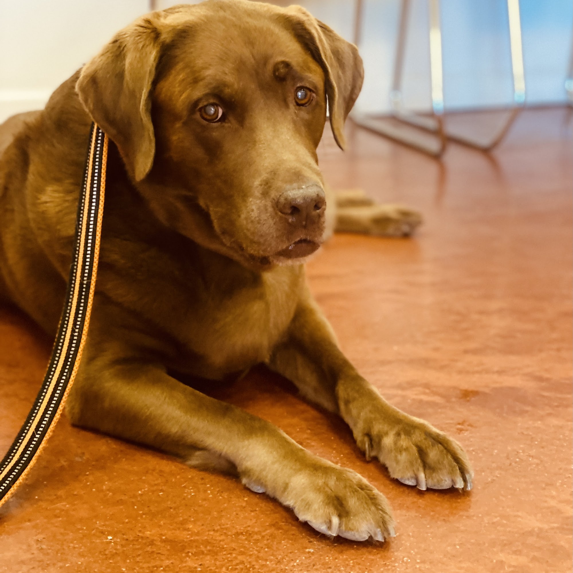 Village Animal Clinic, LLC Union