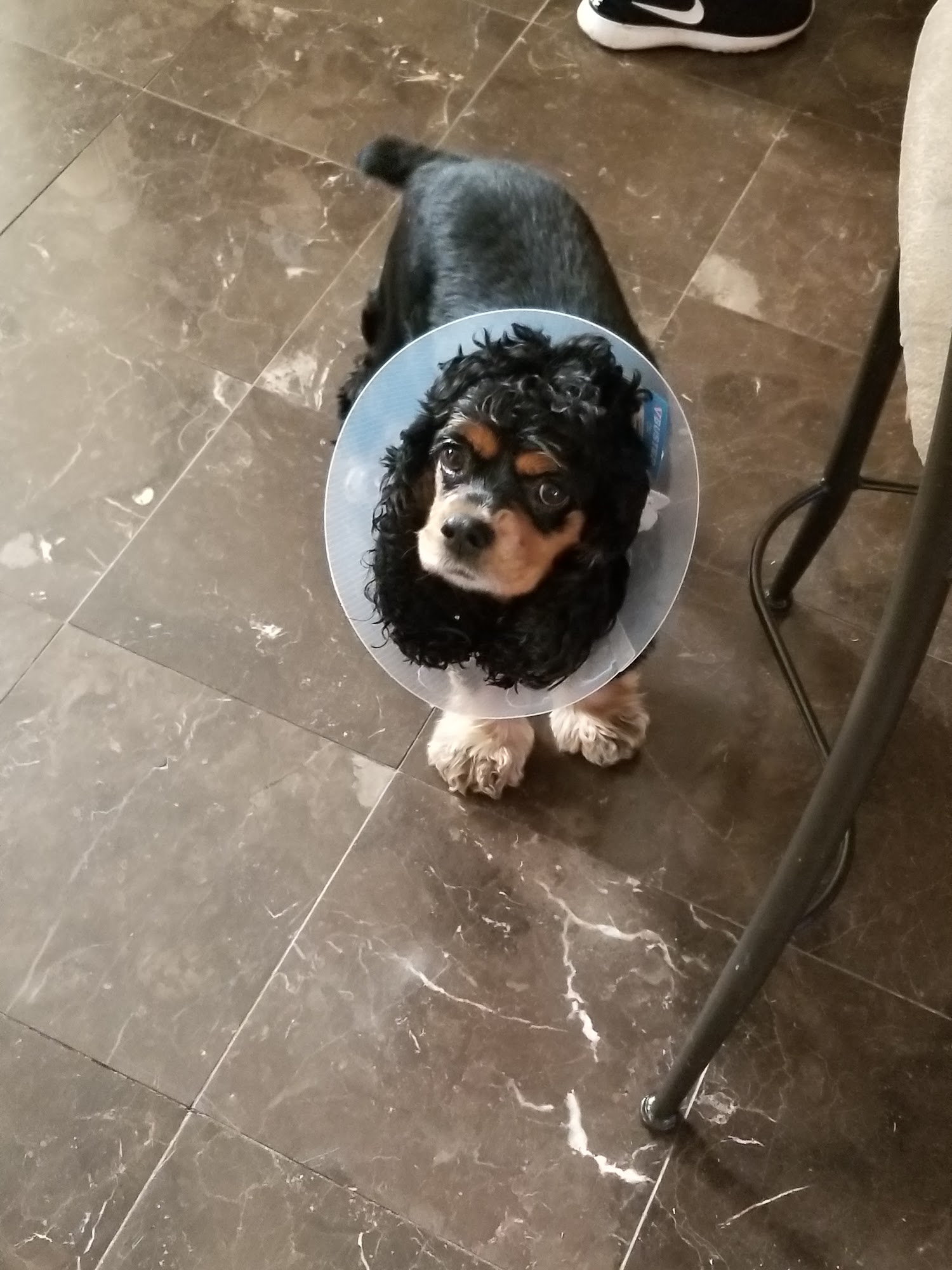 Union Animal Hospital Union