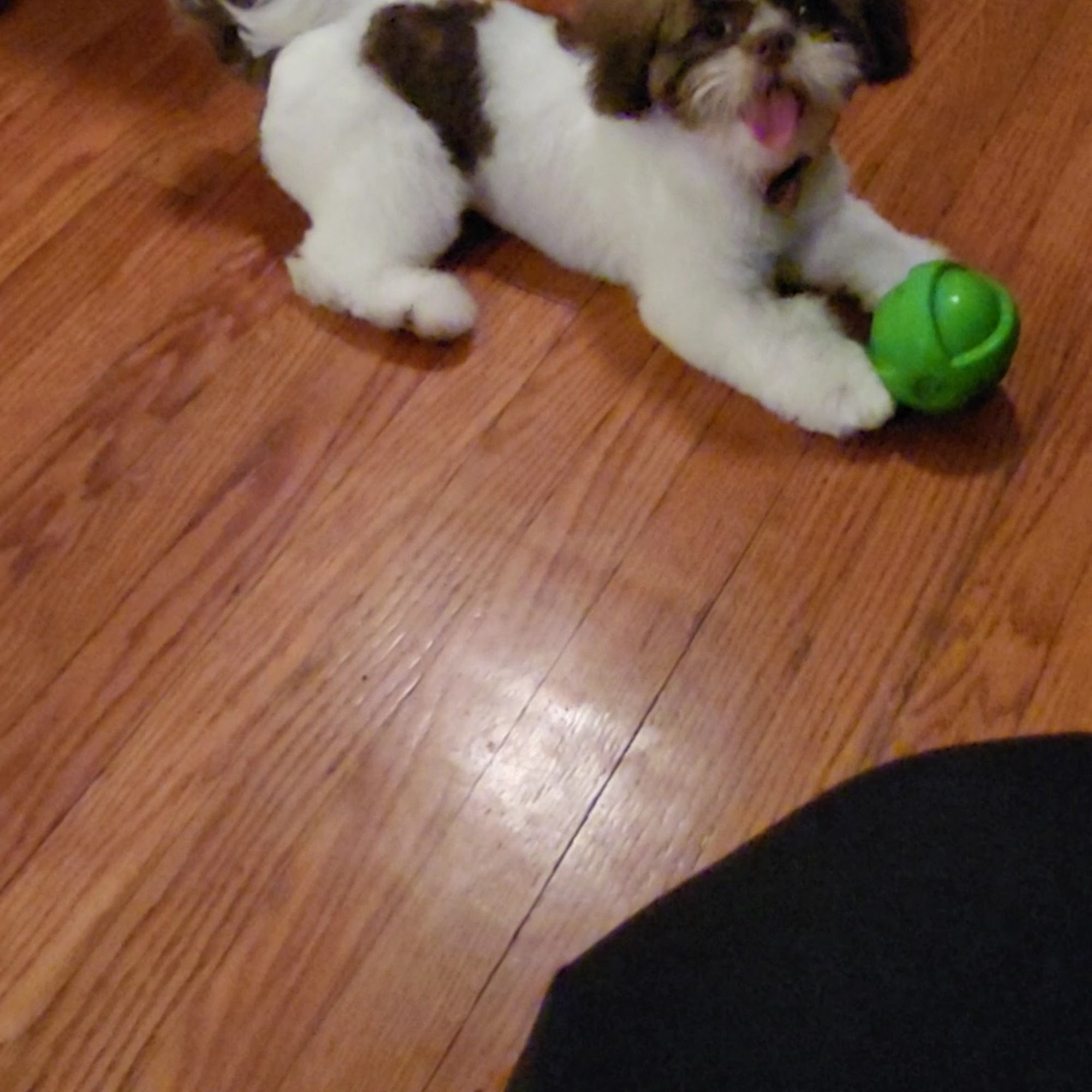 Puppy Love Spa Union