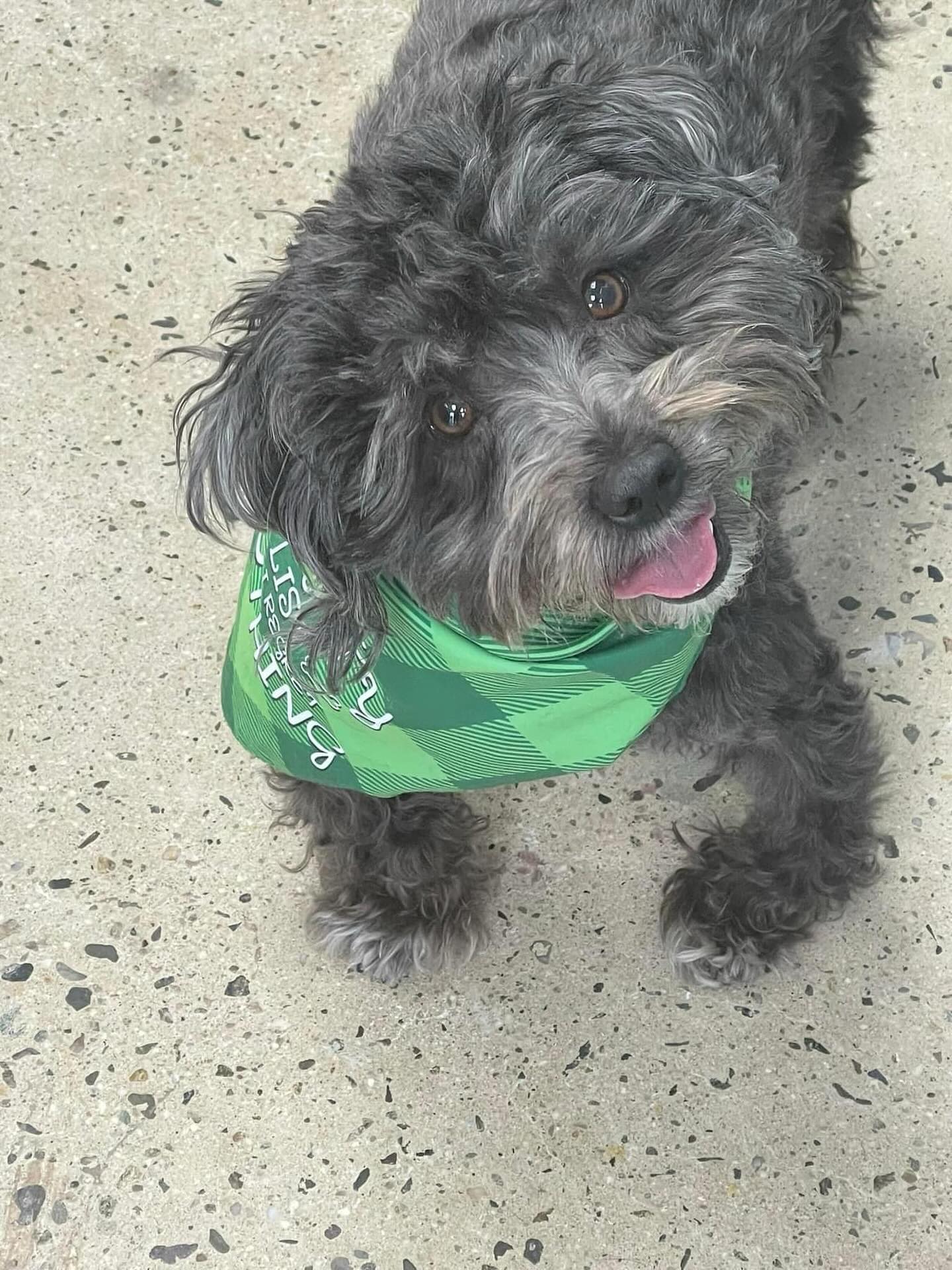 PetWellClinic - Union Union