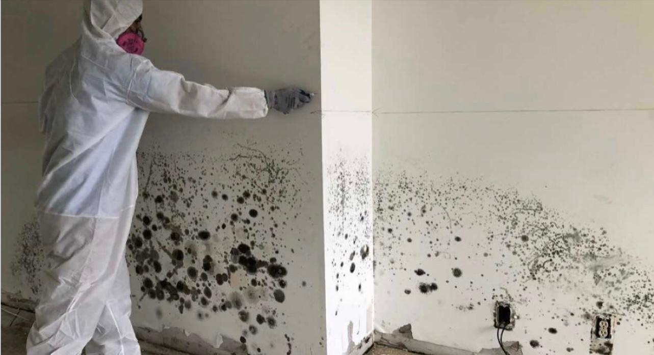Green Guard Mold Remediation Of Union