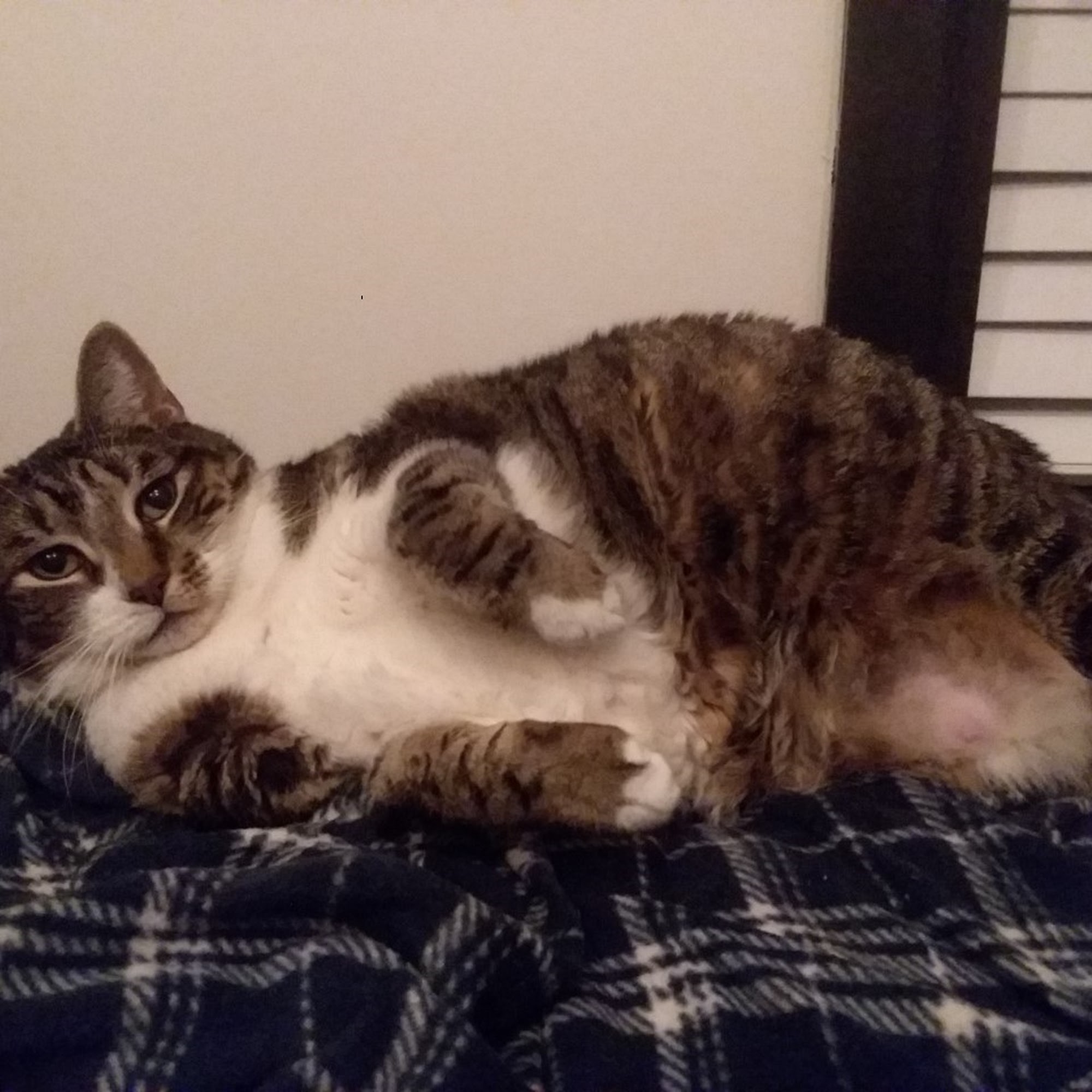 Ventnor Veterinary Office Ventnor City