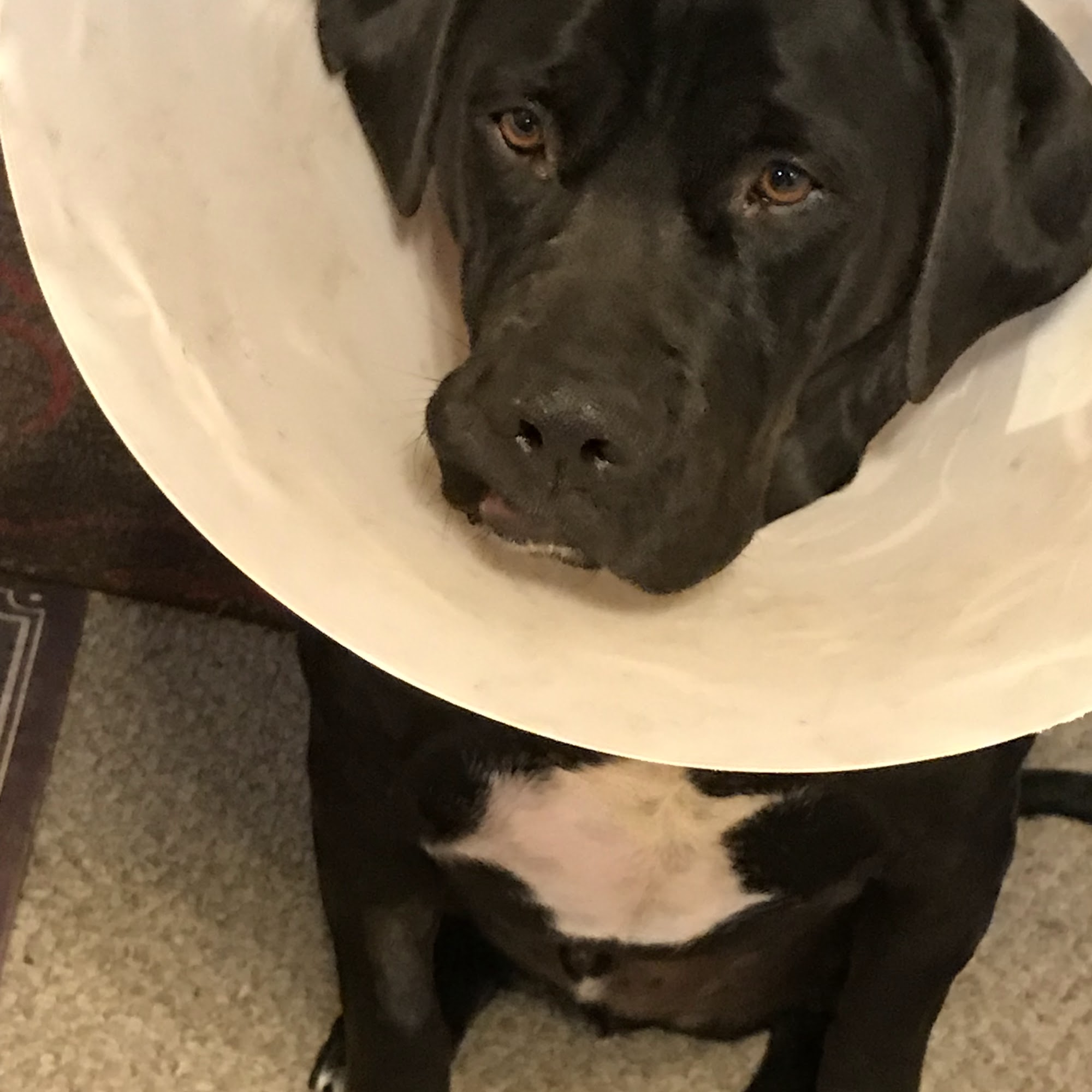 Vernon Veterinary Clinic Vernon