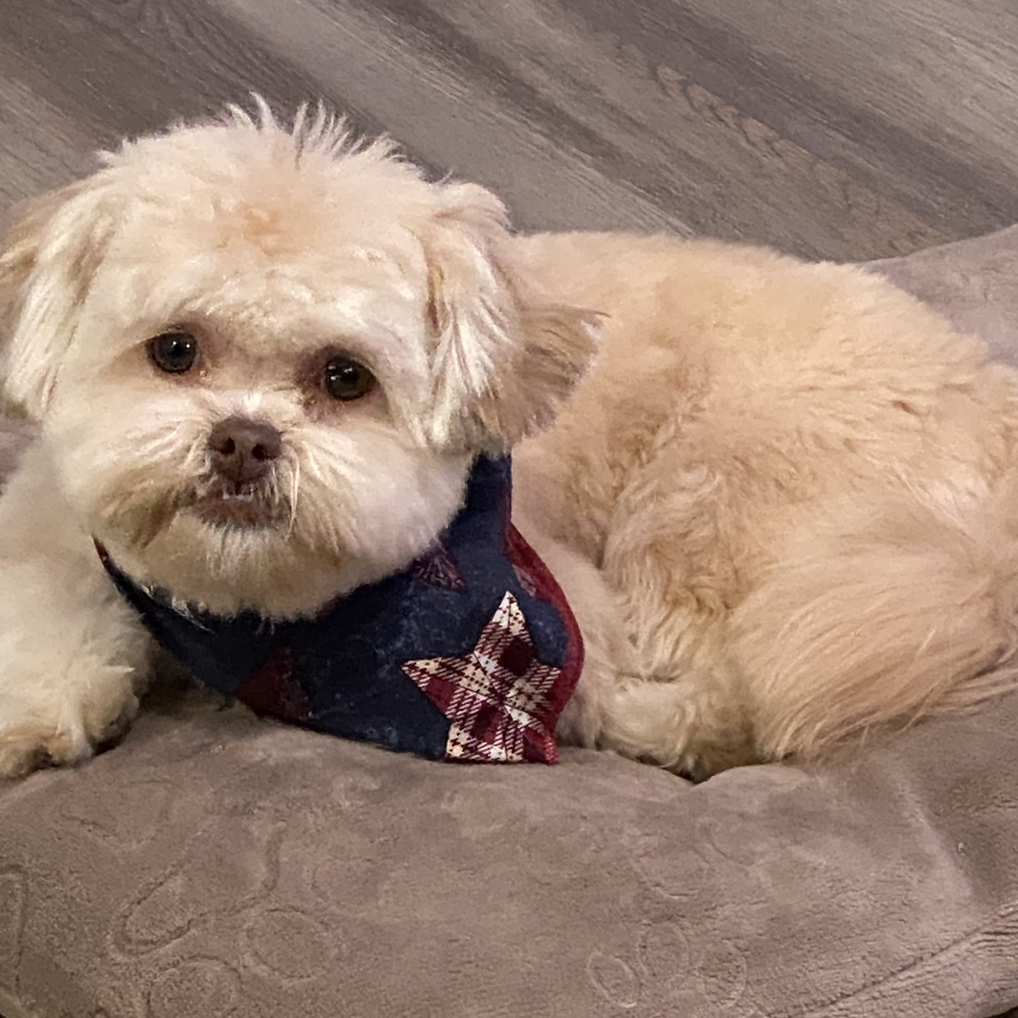 Pamper Your Pet Verona