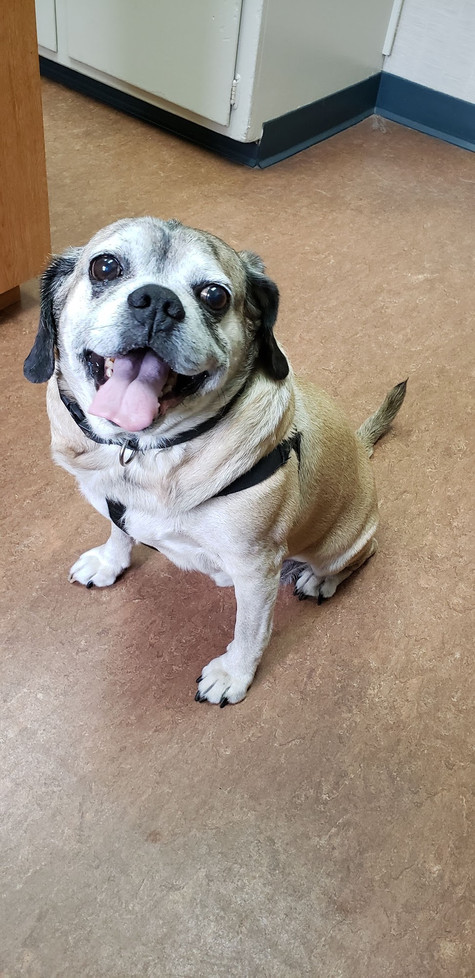 Marsh Hospital For Animals Verona