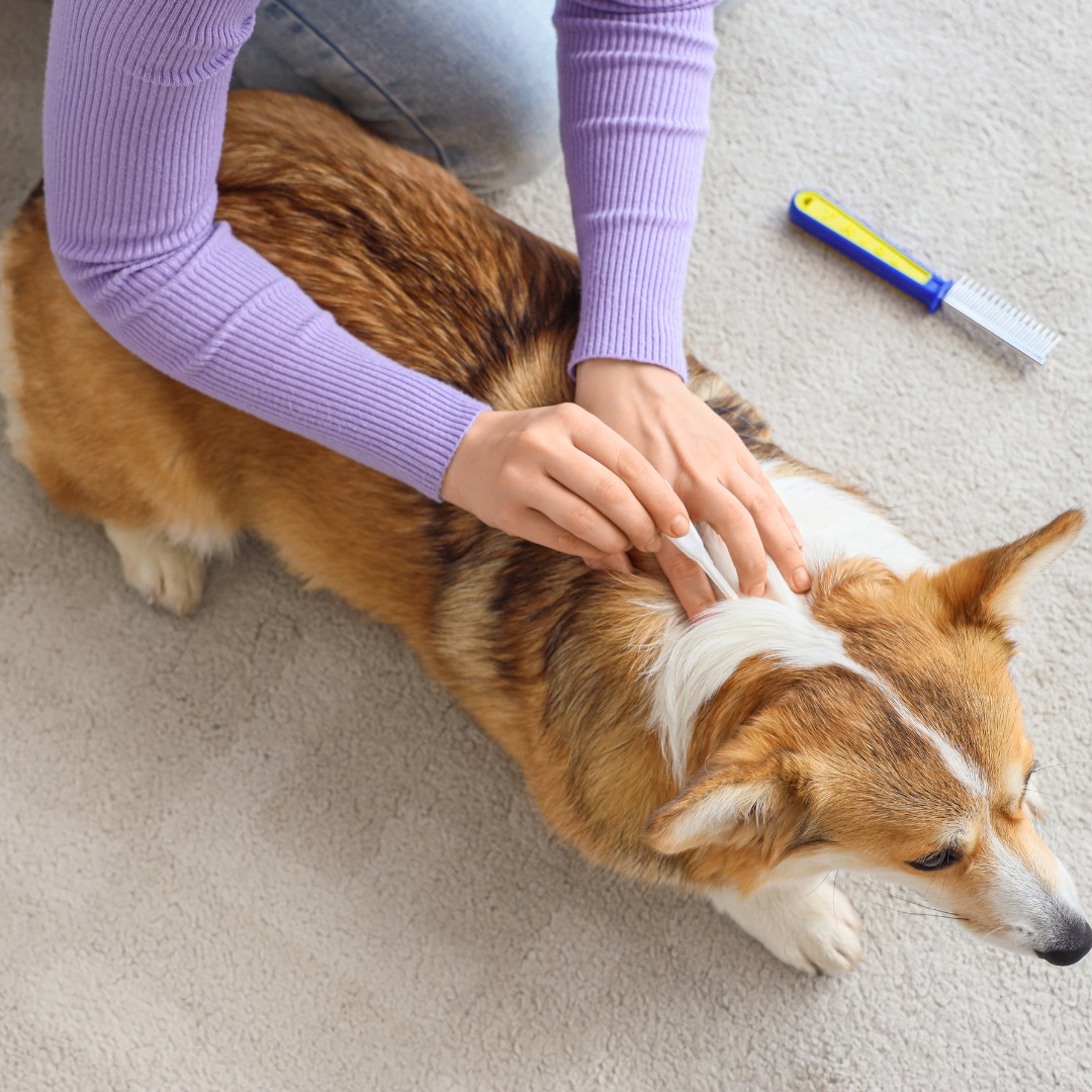 Verona Animal Hospital: Scriffignano A P DVM Verona