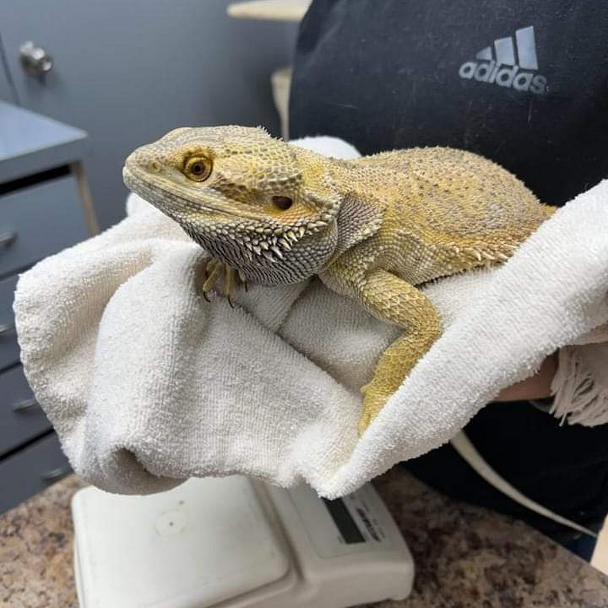 All Pets Veterinary Hospital Vineland