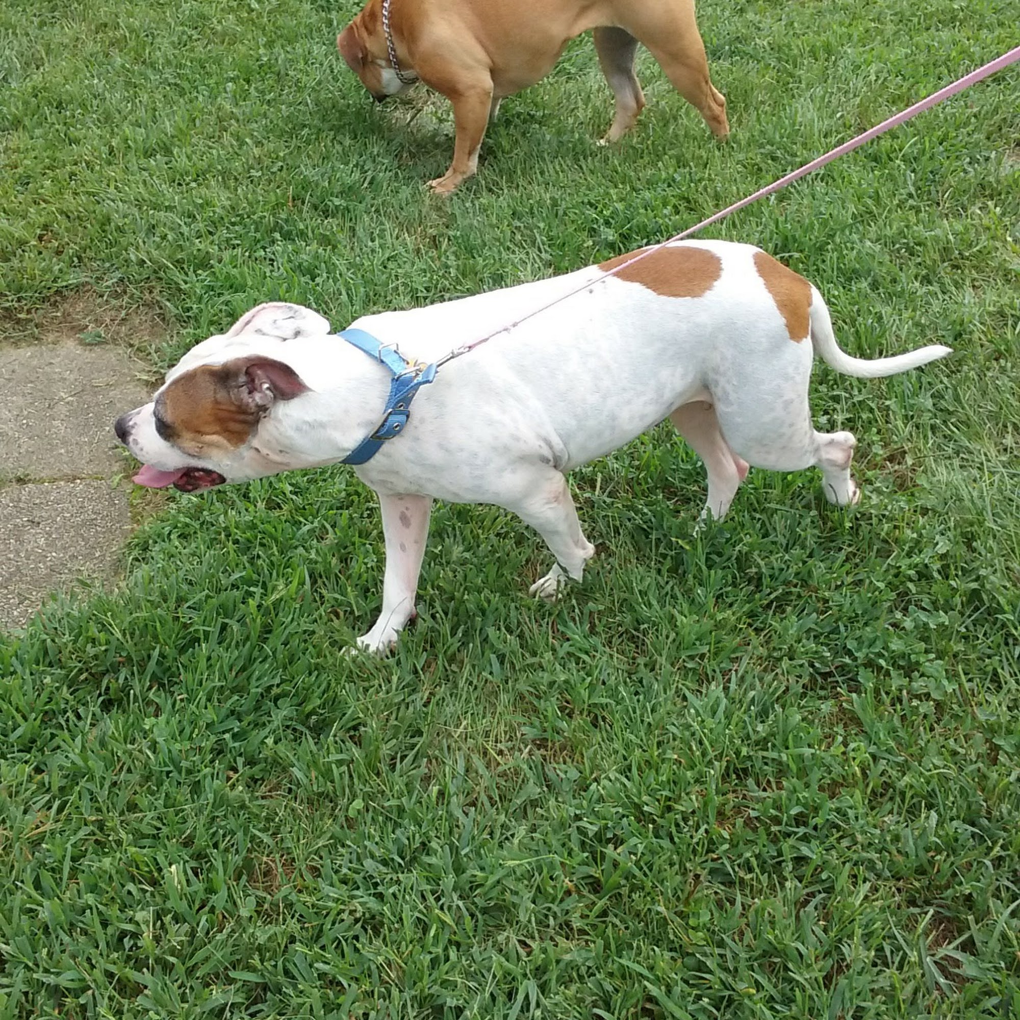 Pet Vet Animal Clinic Vineland