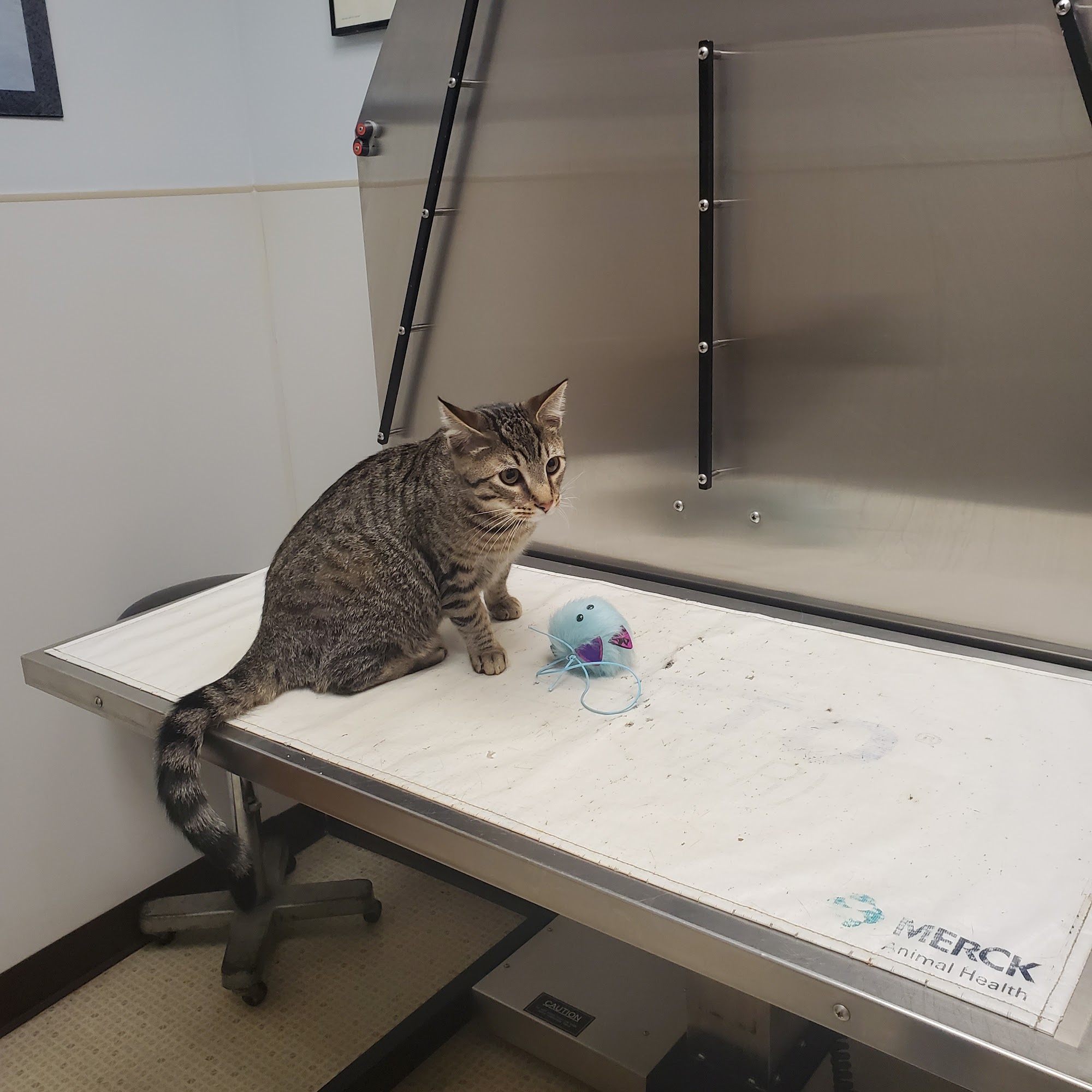 Cumberland Veterinary Hospital Vineland