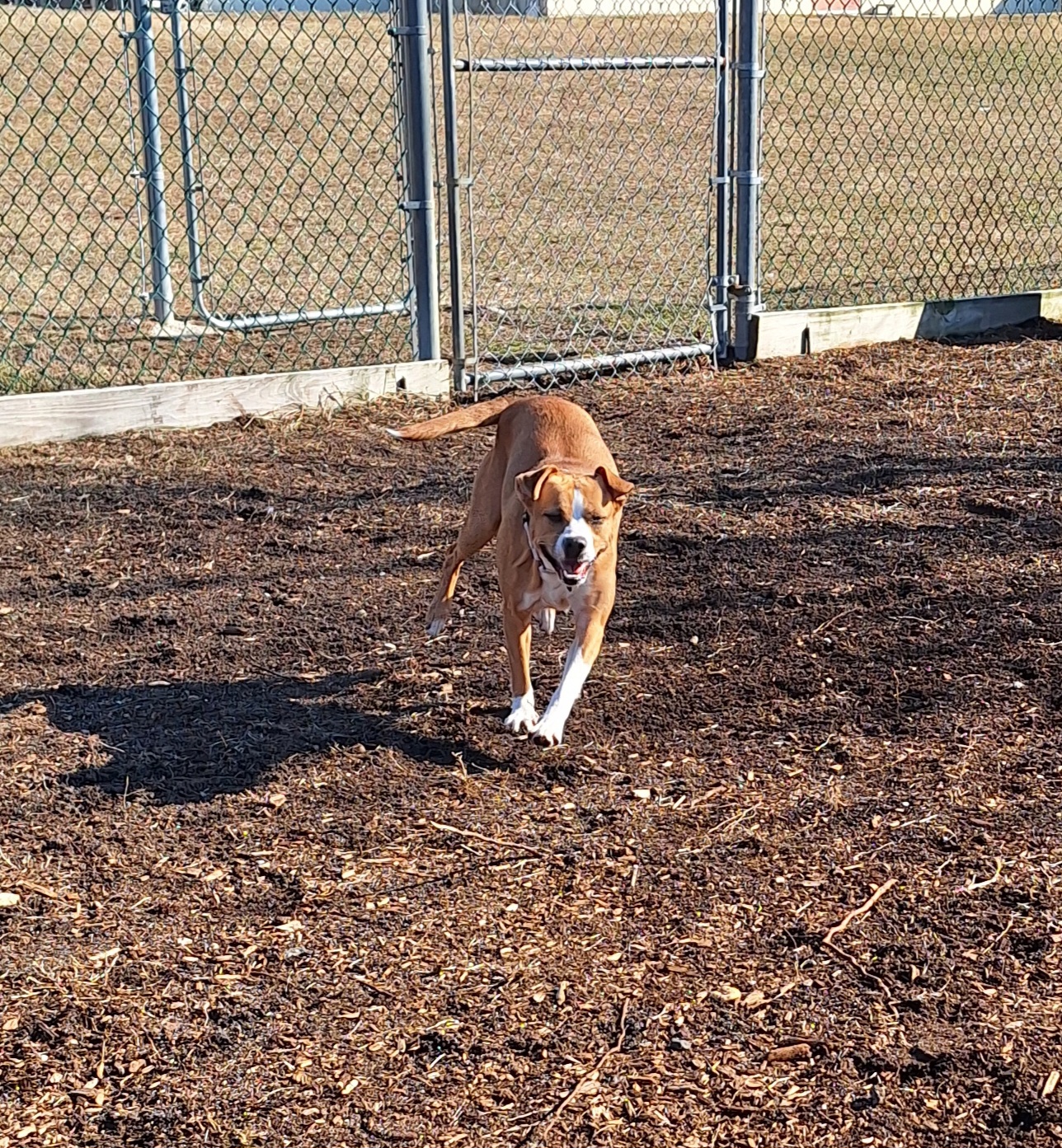 South Jersey Regional Animal Shelter Vineland