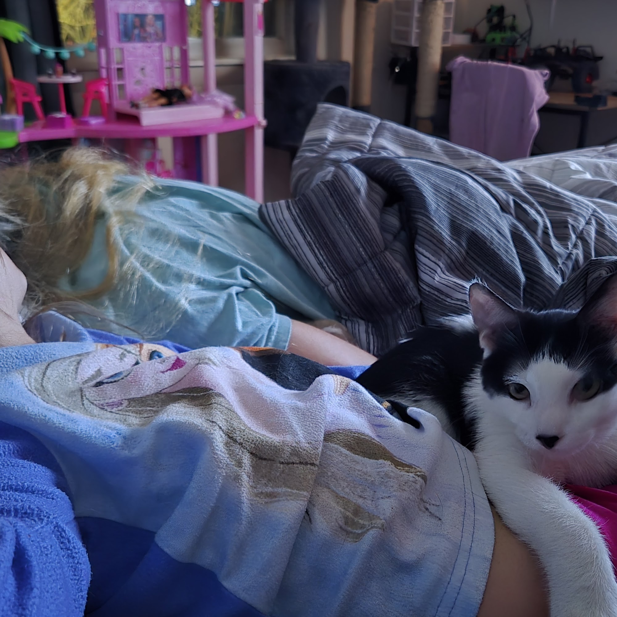 Animal Welfare Association Voorhees