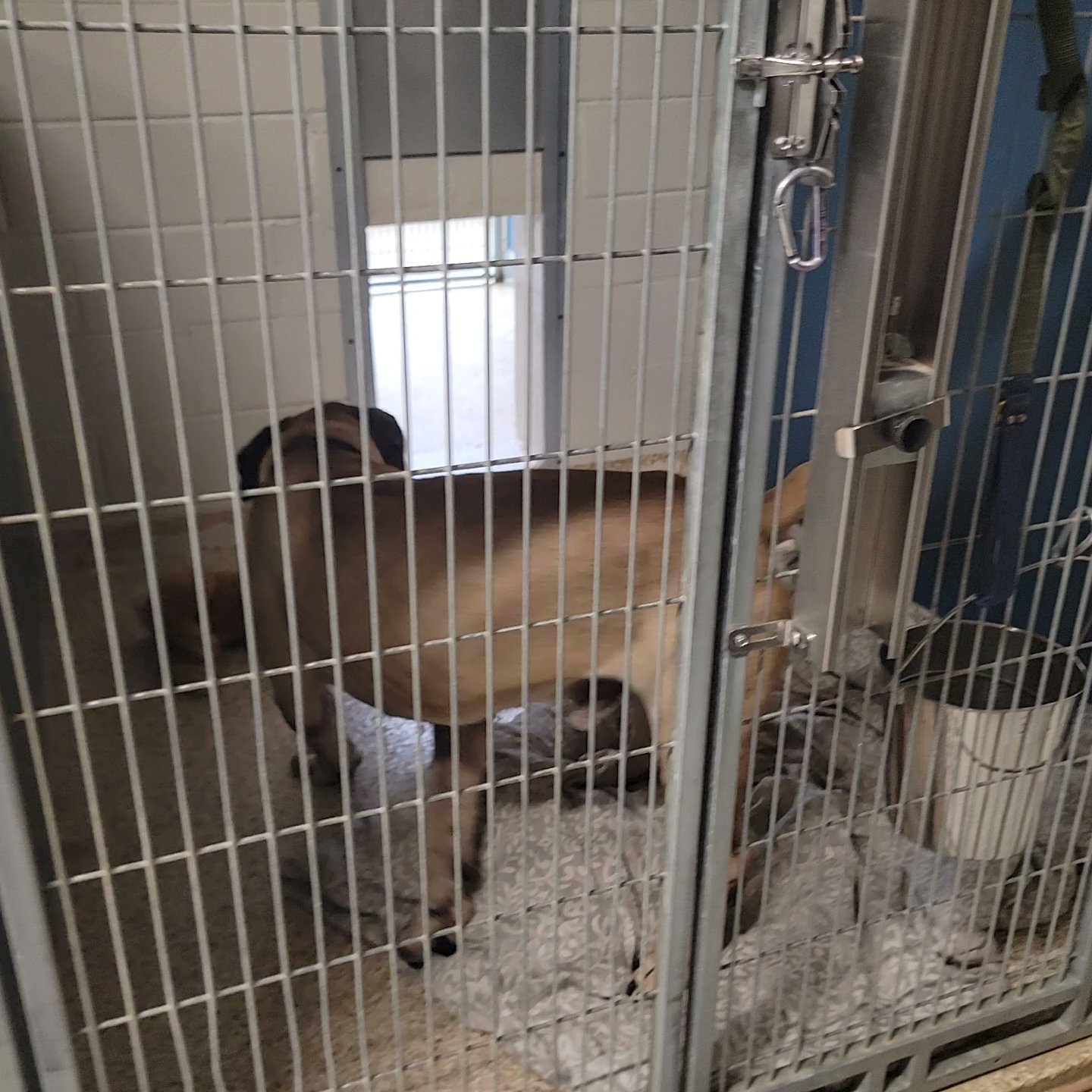 Voorhees Animal Orphanage Voorhees