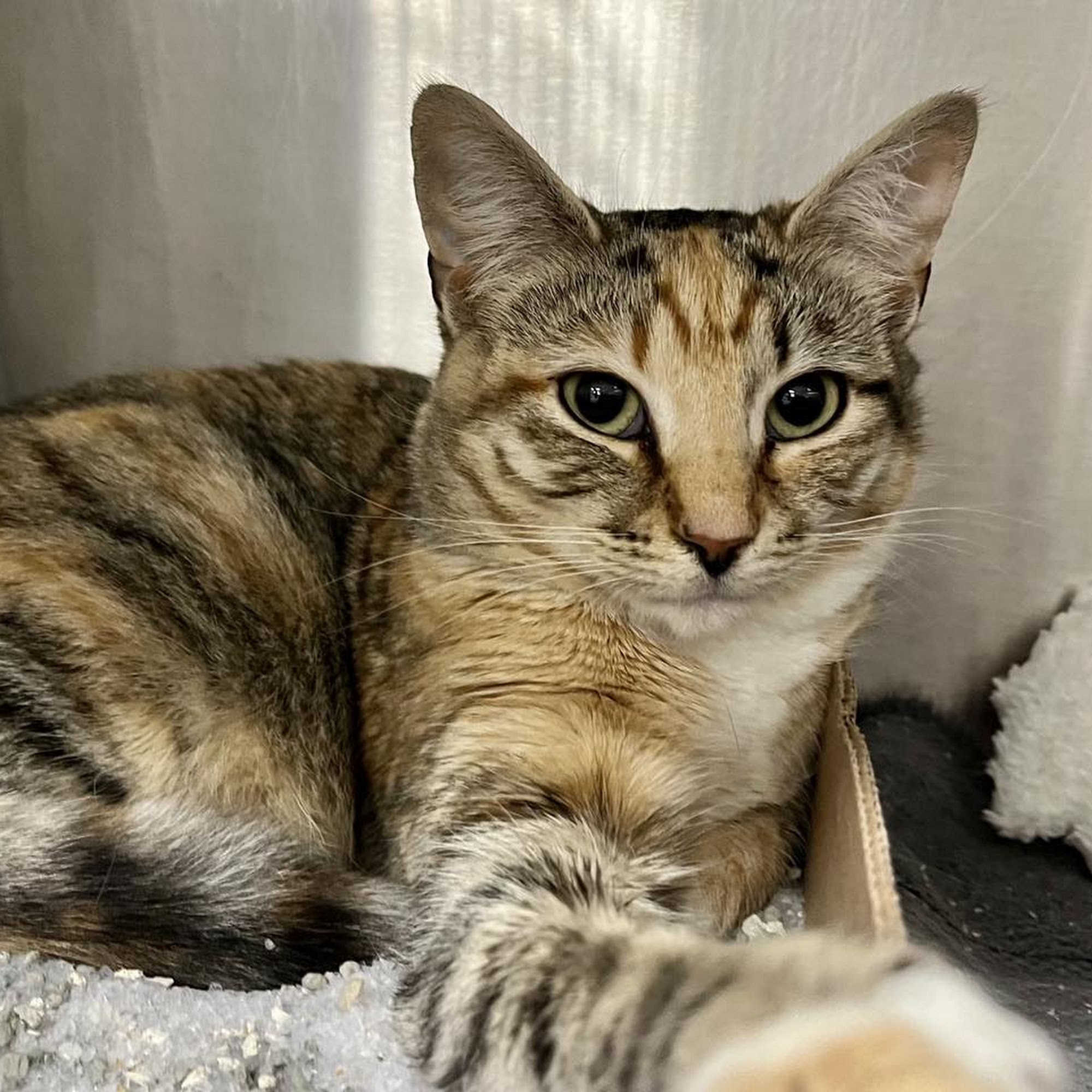 Voorhees Animal Orphanage Voorhees