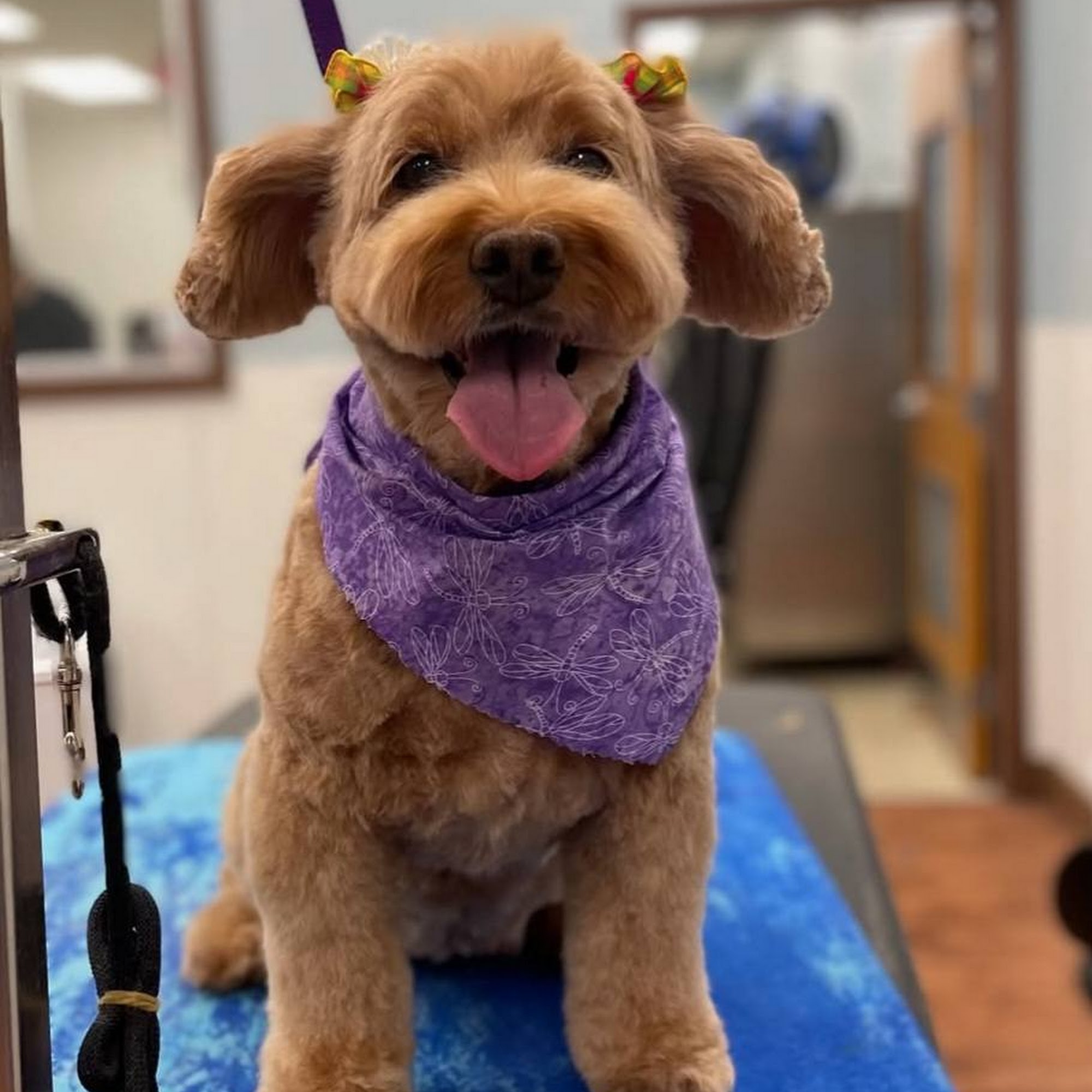 Camp Bow Wow Dog Grooming Voorhees