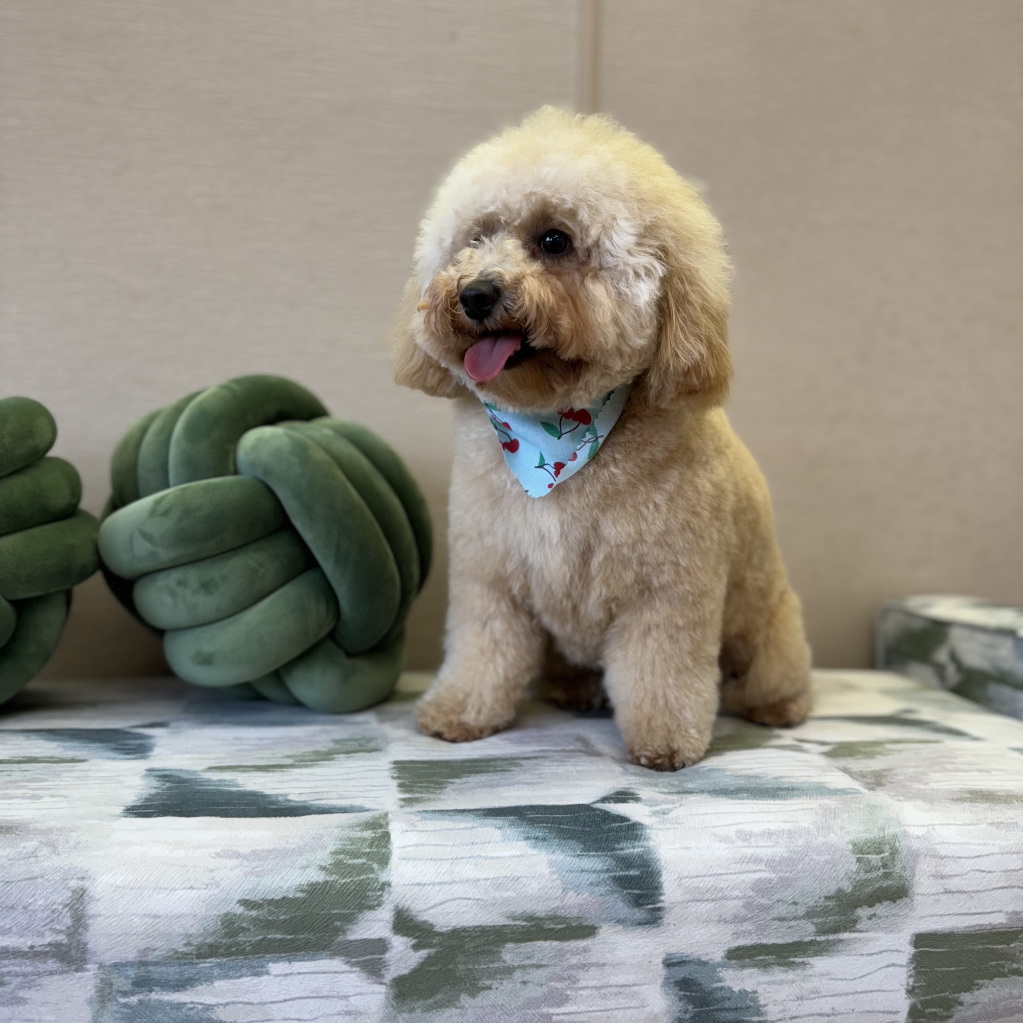 The Swanky Spaniel