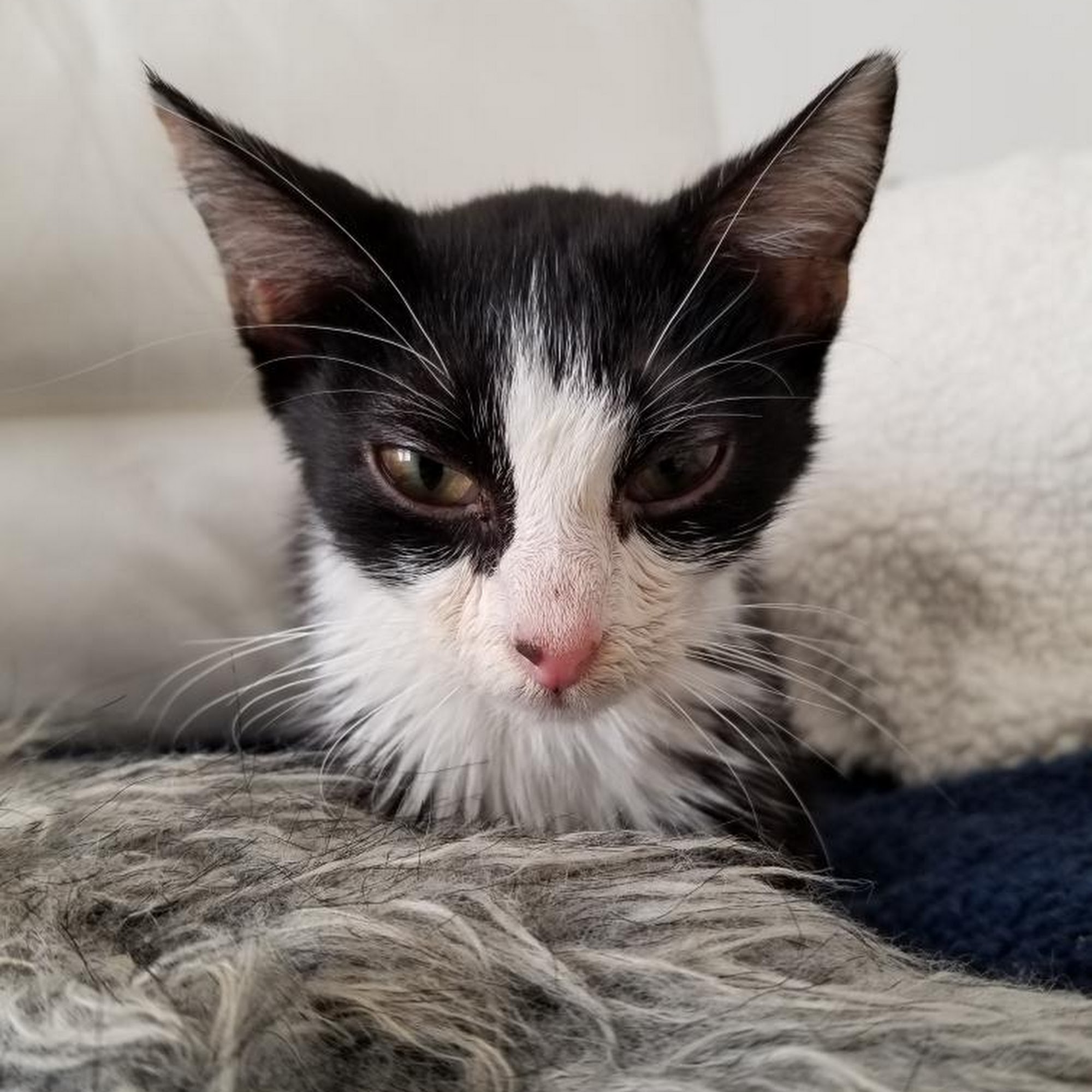 Bergen County Veterinary Center Waldwick