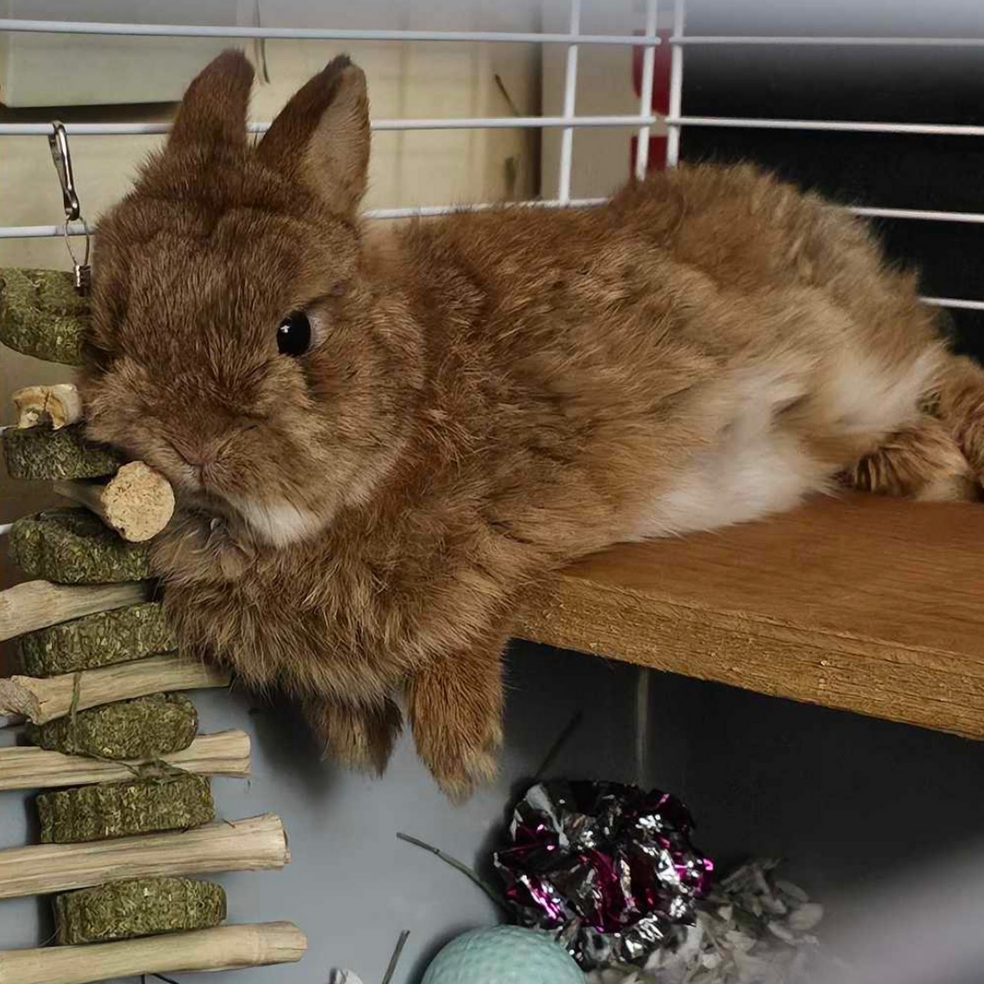 Wantage Veterinary Hospital Wantage