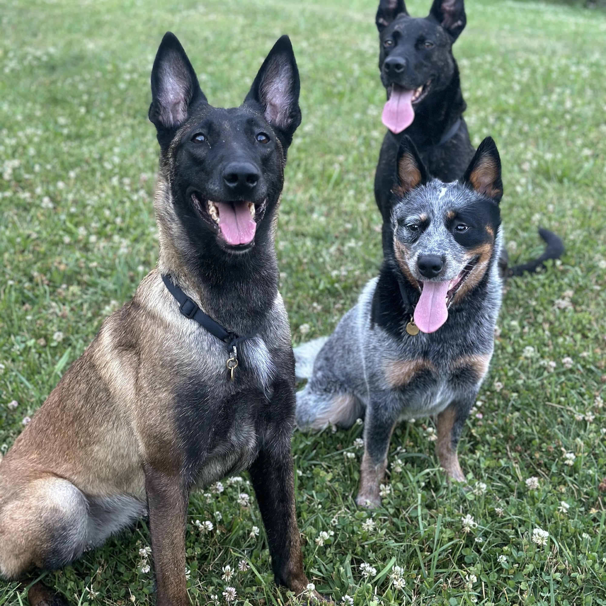 Pleasant Valley Veterinary Services Washington