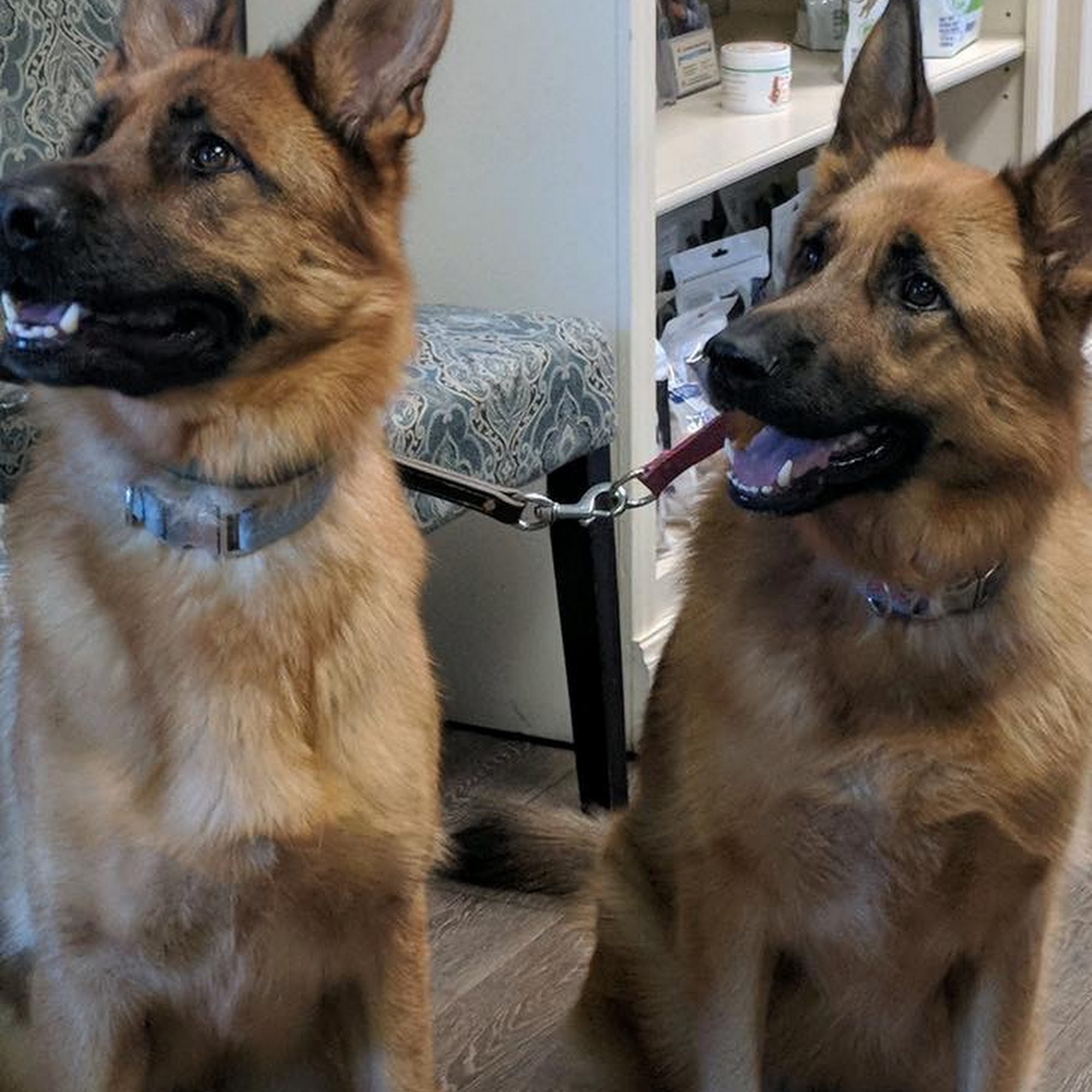 Long Valley Animal Hospital Washington