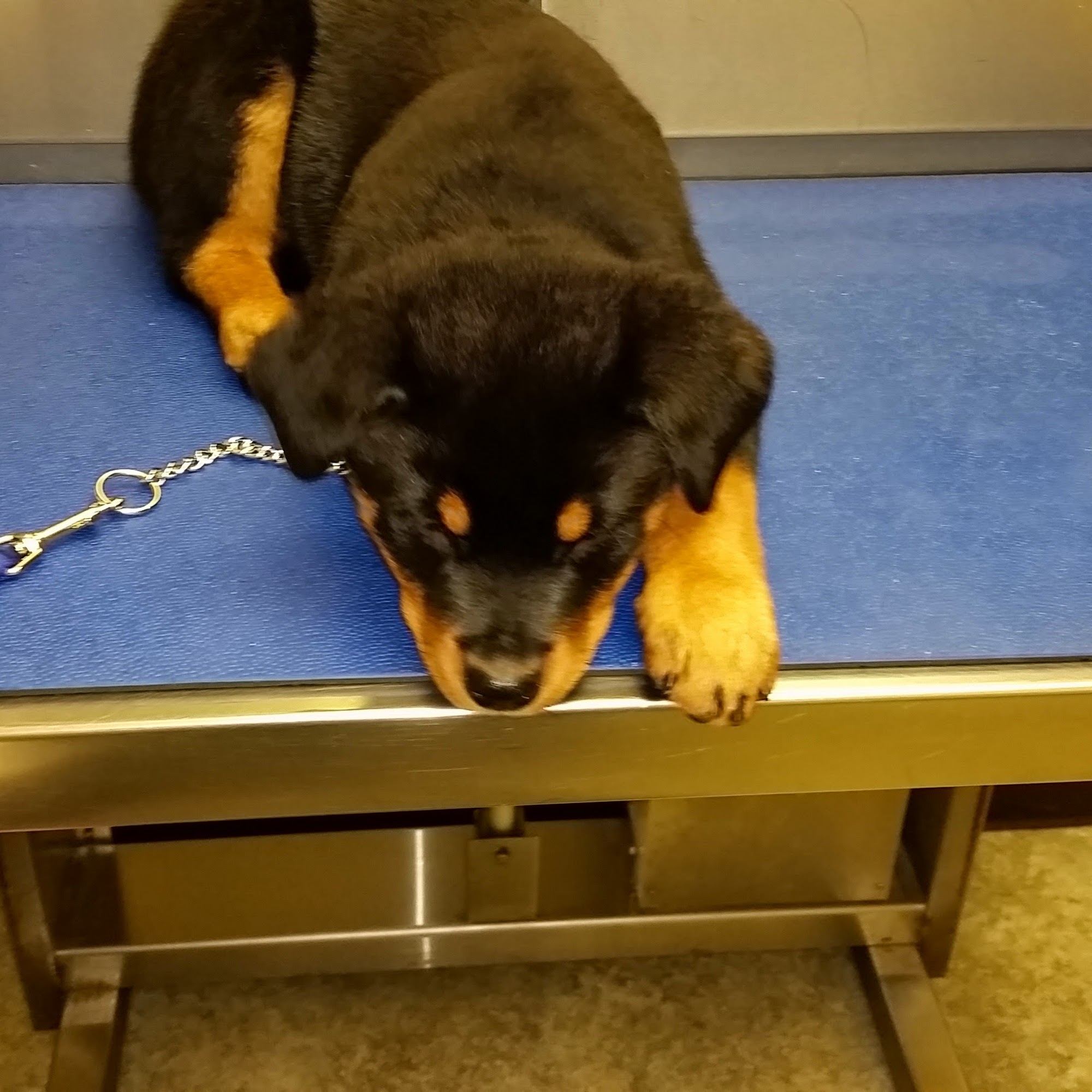 Gloucester County Animal Hospital Washington