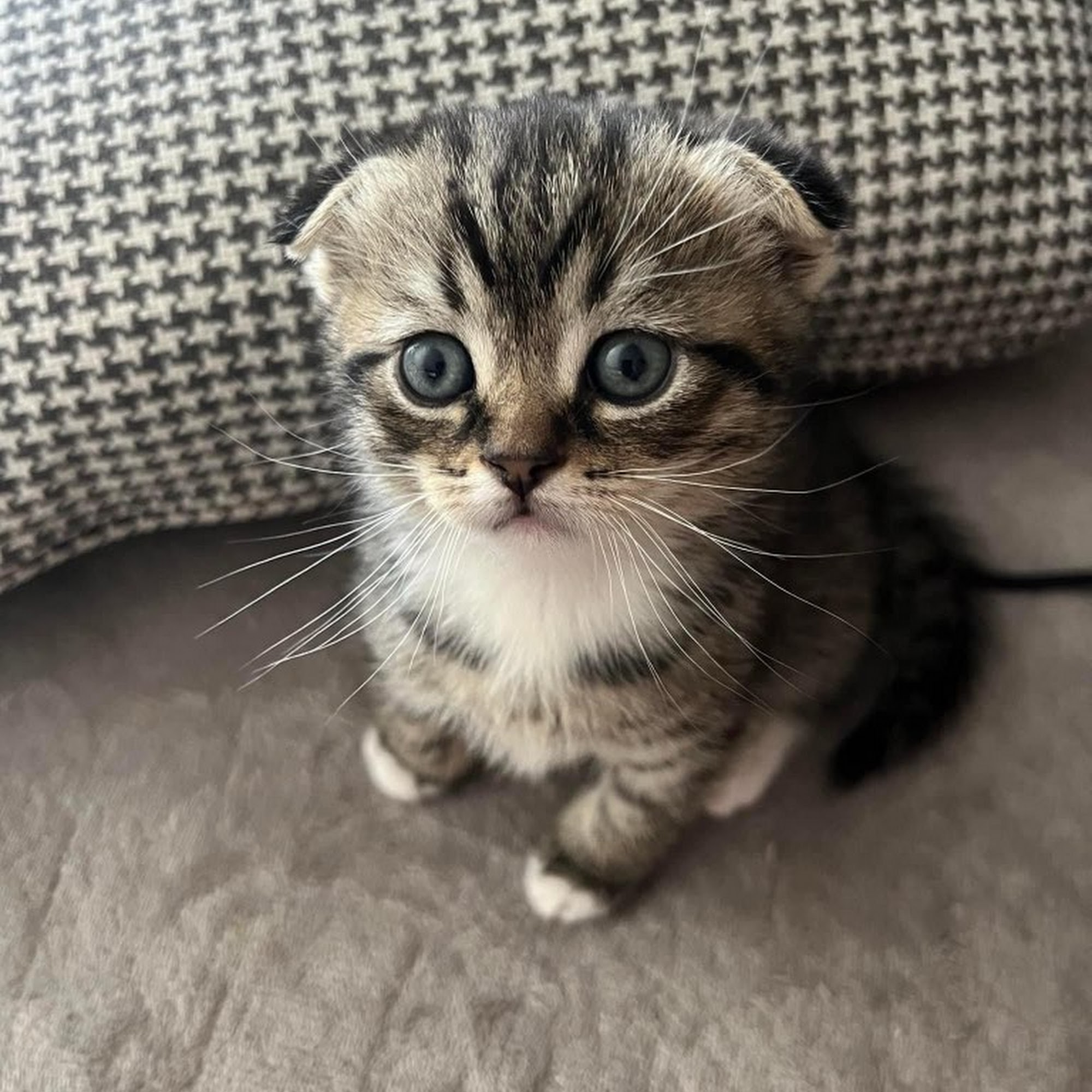 Companion Veterinary Hospital of Wayne Wayne